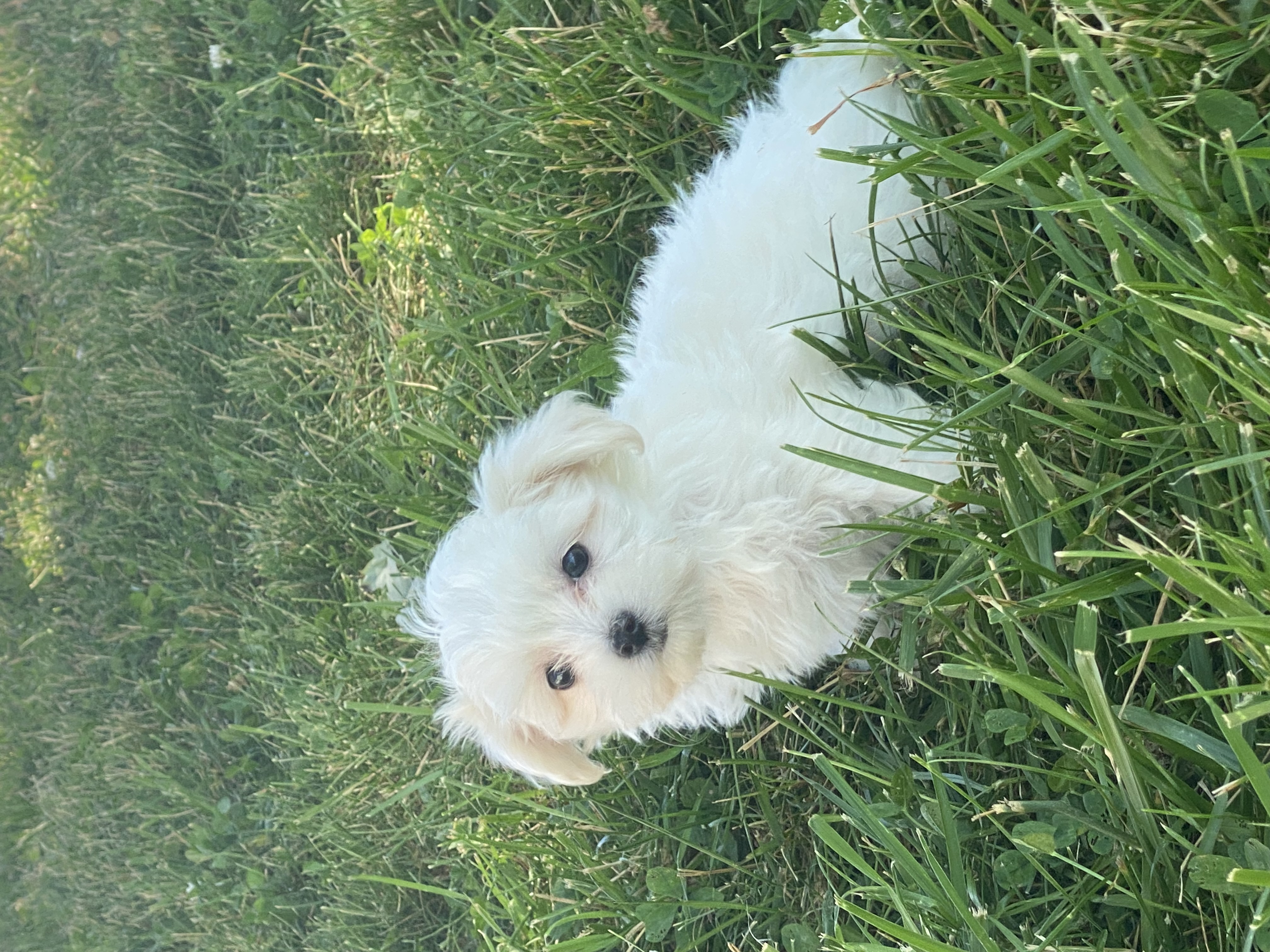 puppy, for, sale, Maltese, Curtis  Martin, dog, breeder, Seneca Falls, NY, dog-breeder, puppy-for-sale, forsale, nearby, find, puppyfind, locator, puppylocator, aca