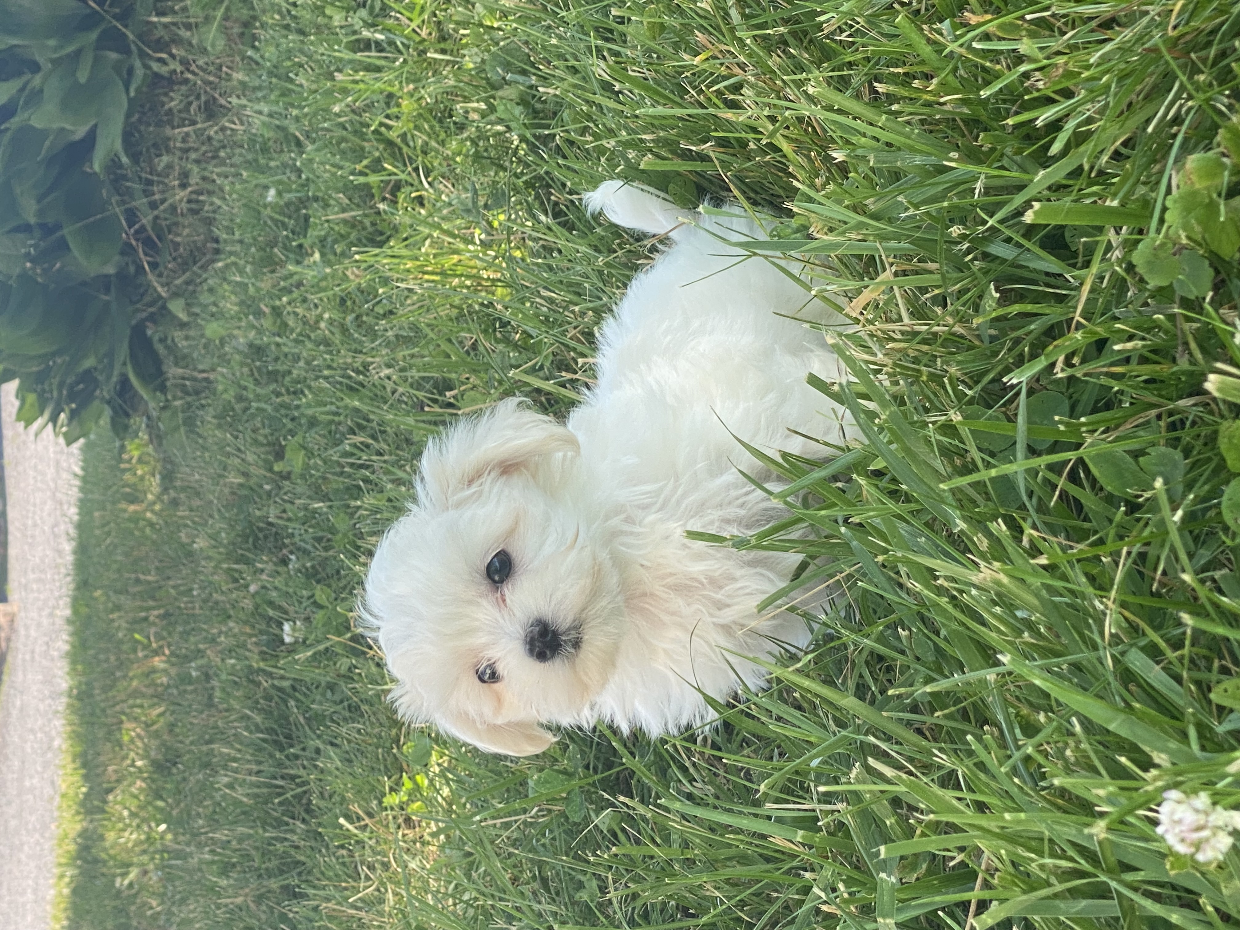 puppy, for, sale, Maltese, Curtis  Martin, dog, breeder, Seneca Falls, NY, dog-breeder, puppy-for-sale, forsale, nearby, find, puppyfind, locator, puppylocator, aca