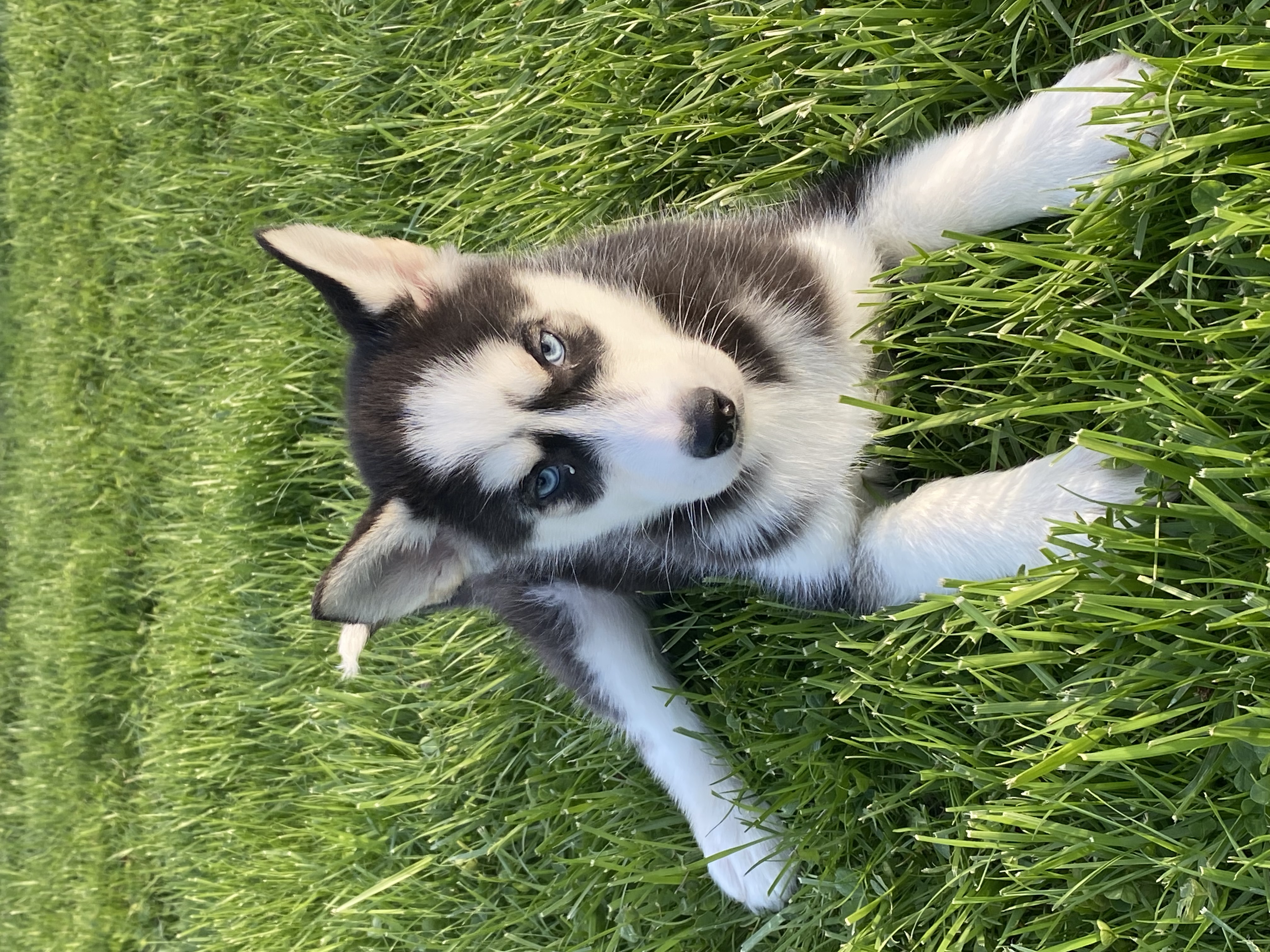 puppy, for, sale, Siberian Husky, Curtis  Martin, dog, breeder, Seneca Falls, NY, dog-breeder, puppy-for-sale, forsale, nearby, find, puppyfind, locator, puppylocator, aca