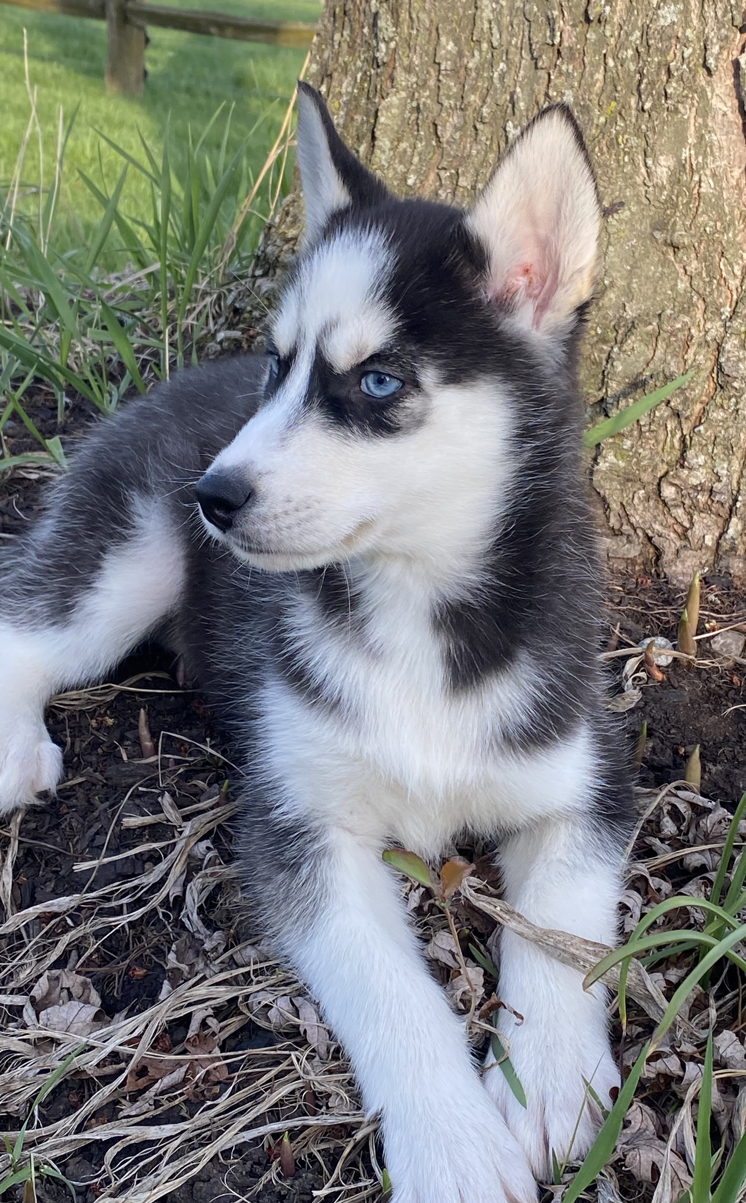 puppy, for, sale, Siberian Husky, Curtis  Martin, dog, breeder, Seneca Falls, NY, dog-breeder, puppy-for-sale, forsale, nearby, find, puppyfind, locator, puppylocator, aca