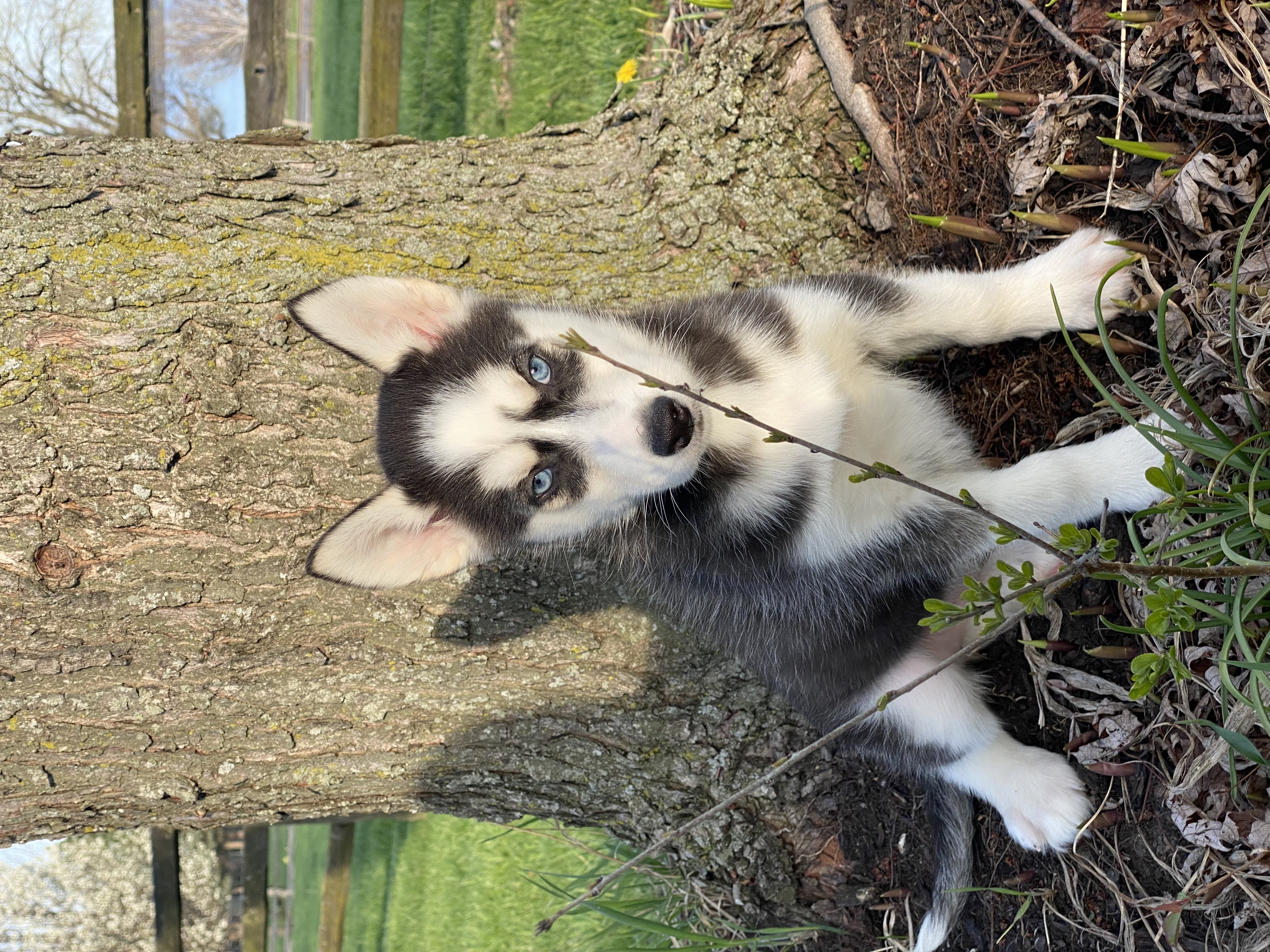 puppy, for, sale, Siberian Husky, Curtis  Martin, dog, breeder, Seneca Falls, NY, dog-breeder, puppy-for-sale, forsale, nearby, find, puppyfind, locator, puppylocator, aca