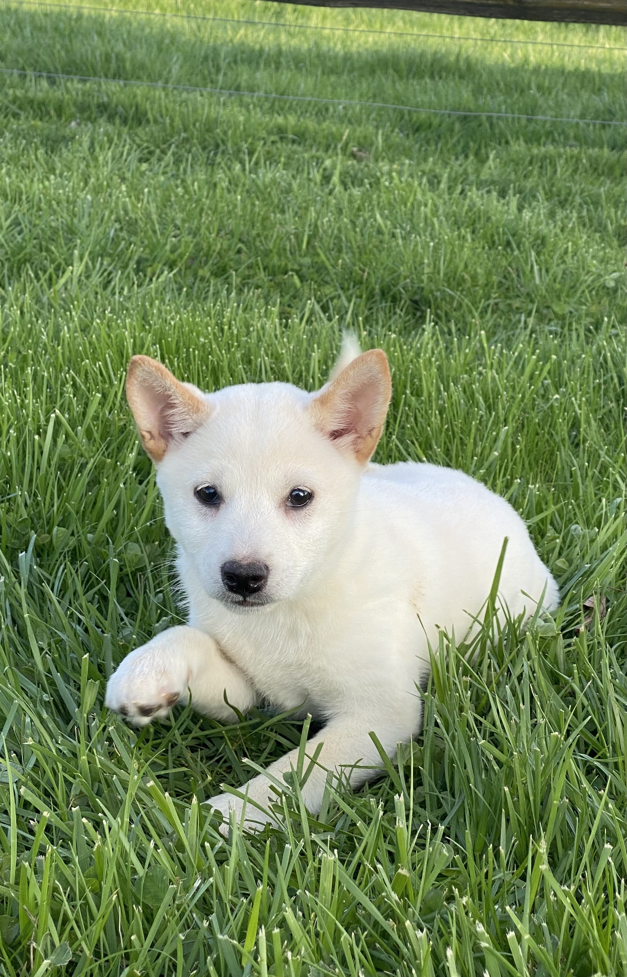 puppy, for, sale, Shiba Inu, Curtis  Martin, dog, breeder, Seneca Falls, NY, dog-breeder, puppy-for-sale, forsale, nearby, find, puppyfind, locator, puppylocator, aca