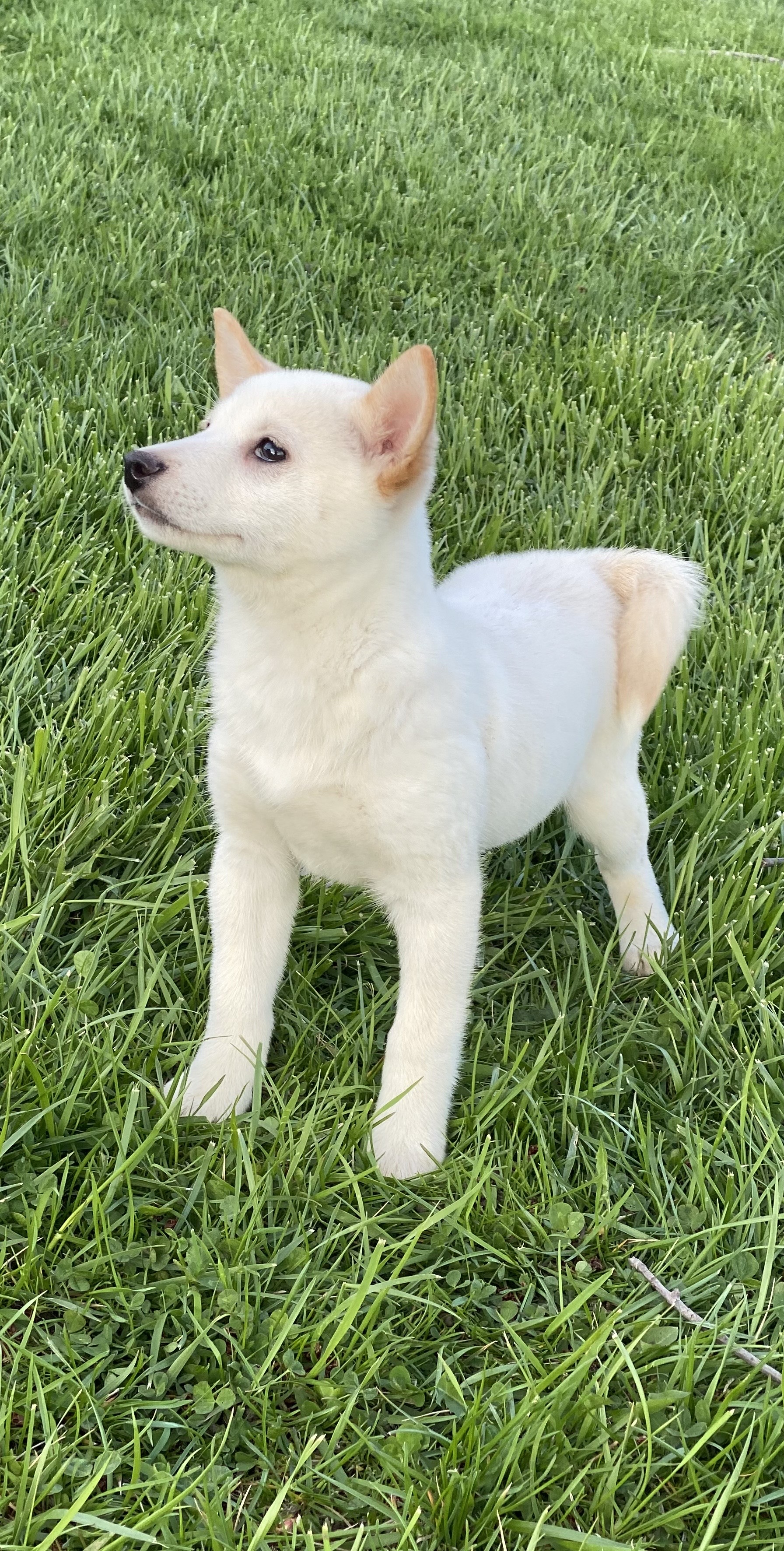 puppy, for, sale, Shiba Inu, Curtis  Martin, dog, breeder, Seneca Falls, NY, dog-breeder, puppy-for-sale, forsale, nearby, find, puppyfind, locator, puppylocator, aca