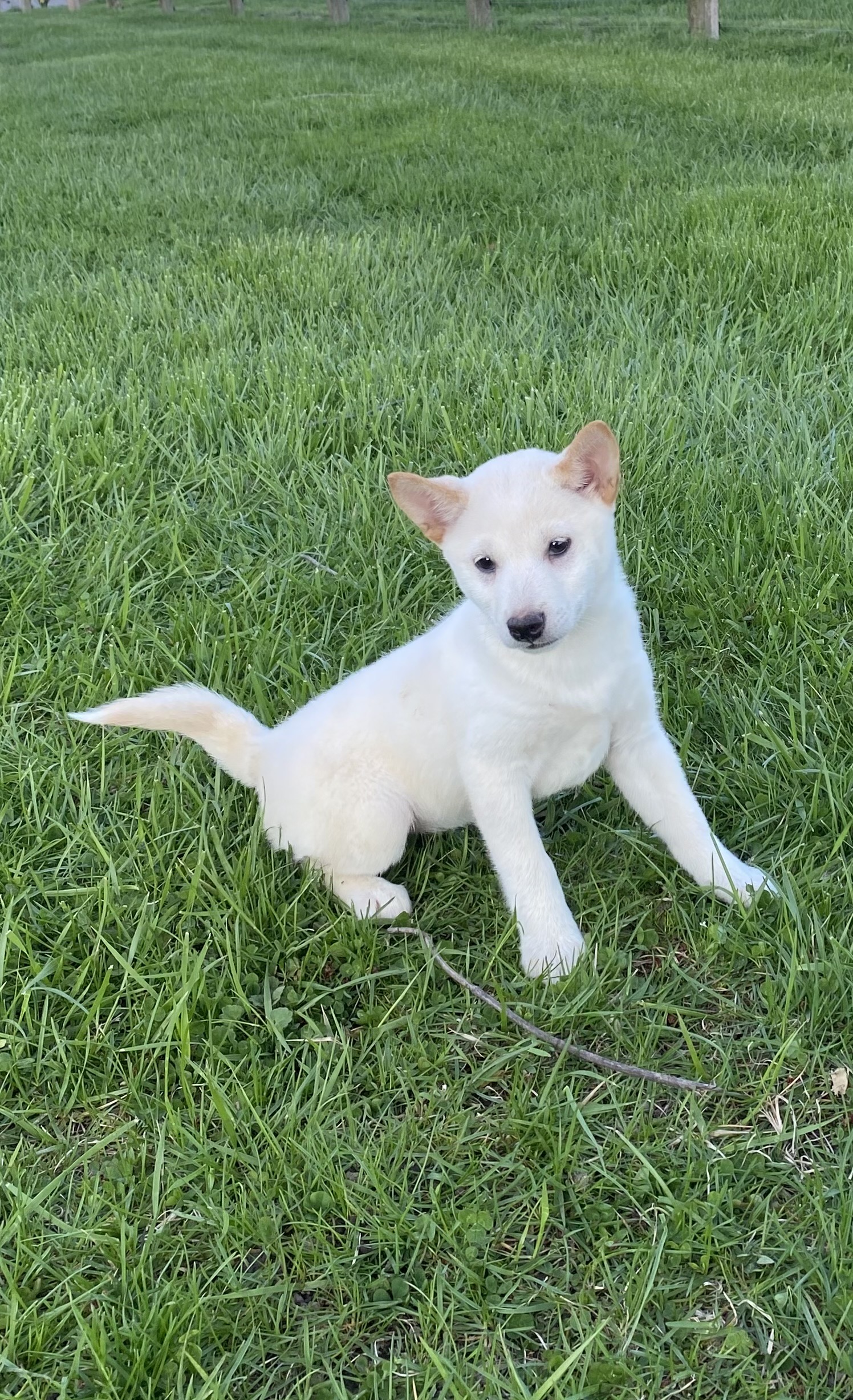 puppy, for, sale, Shiba Inu, Curtis  Martin, dog, breeder, Seneca Falls, NY, dog-breeder, puppy-for-sale, forsale, nearby, find, puppyfind, locator, puppylocator, aca