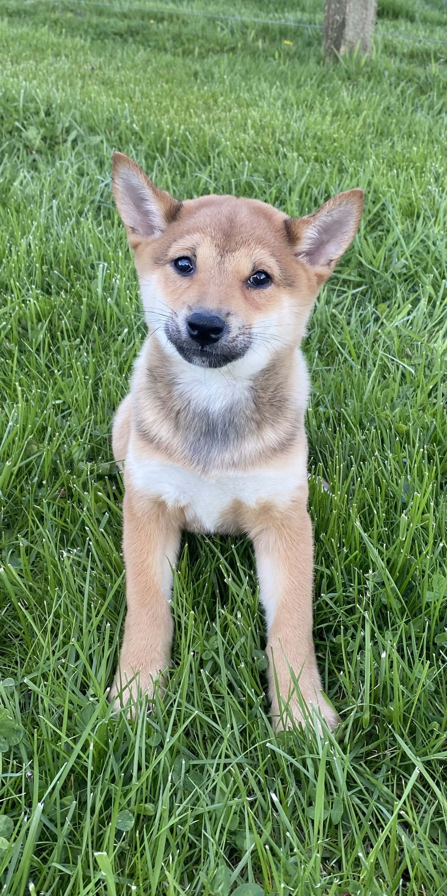 puppy, for, sale, Shiba Inu, Curtis  Martin, dog, breeder, Seneca Falls, NY, dog-breeder, puppy-for-sale, forsale, nearby, find, puppyfind, locator, puppylocator, aca