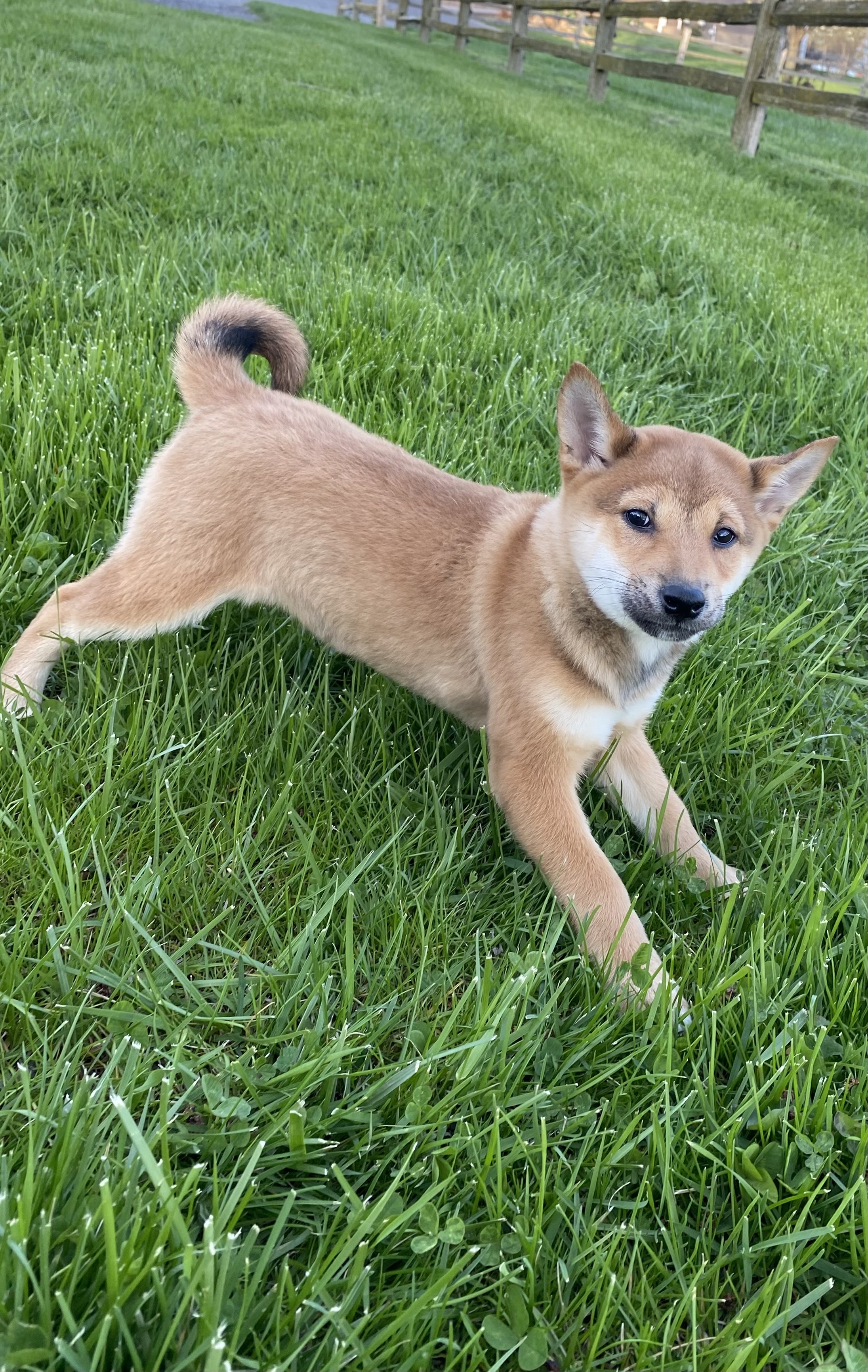 puppy, for, sale, Shiba Inu, Curtis  Martin, dog, breeder, Seneca Falls, NY, dog-breeder, puppy-for-sale, forsale, nearby, find, puppyfind, locator, puppylocator, aca