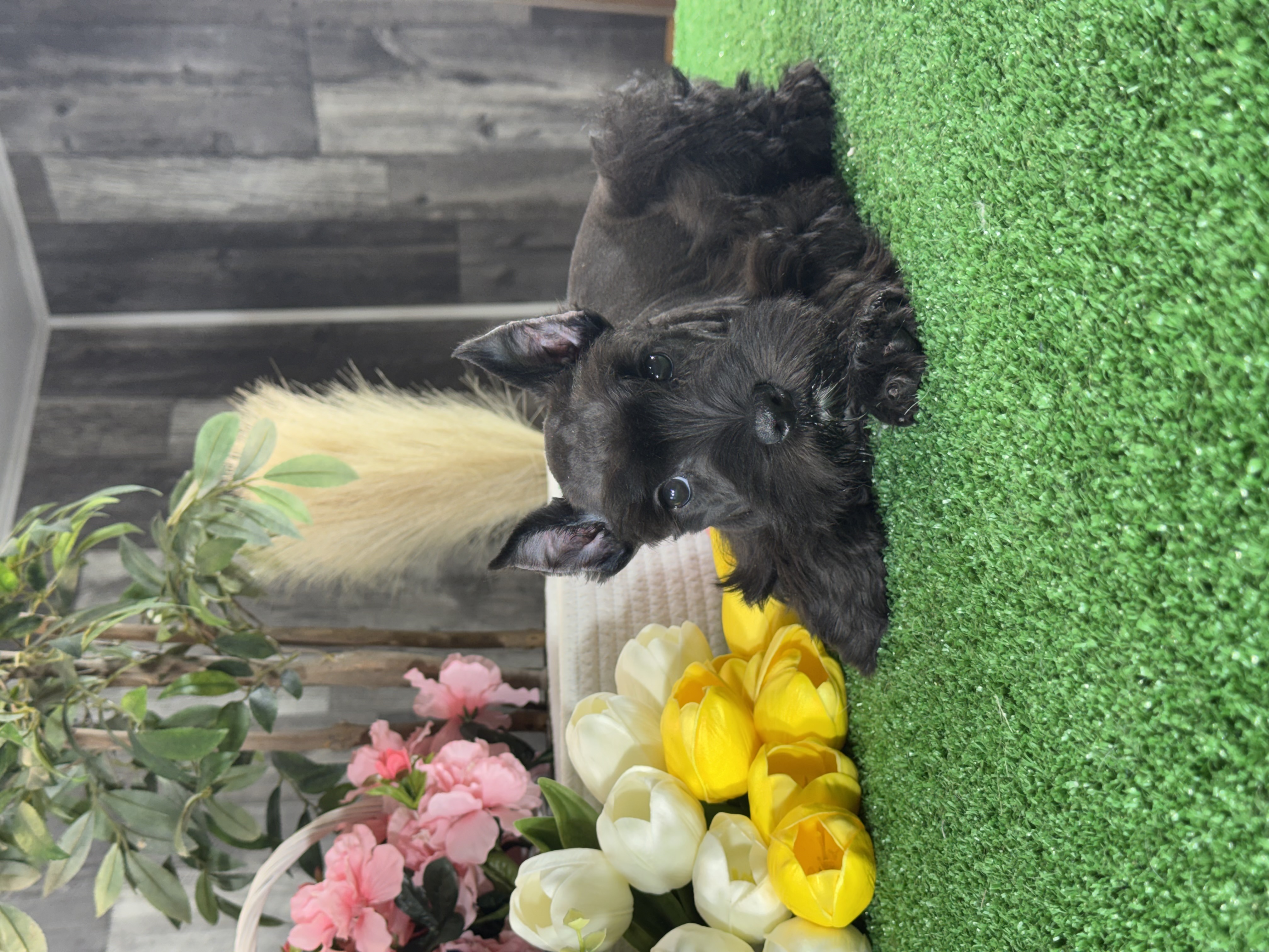 puppy photo