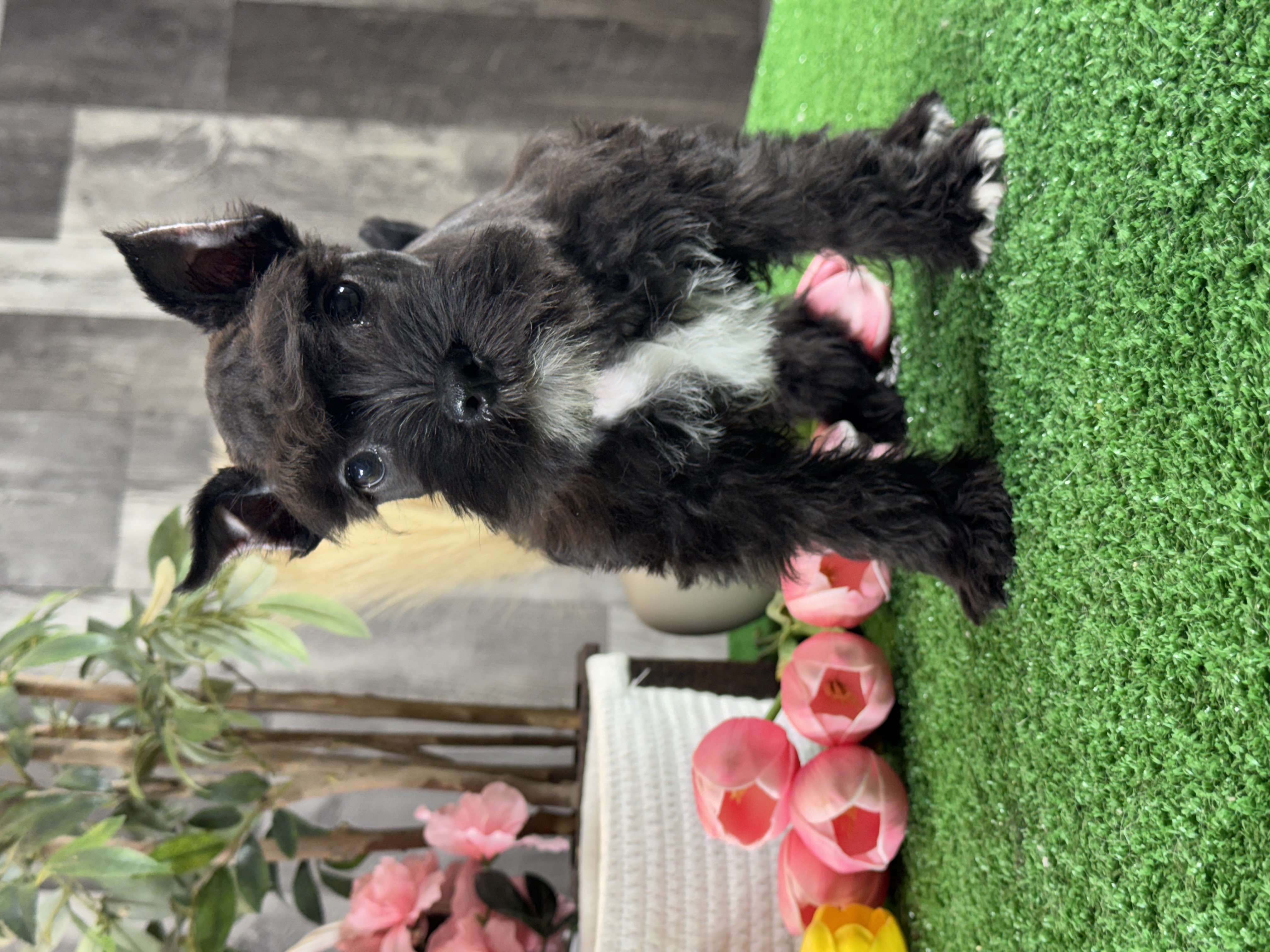 puppy photo