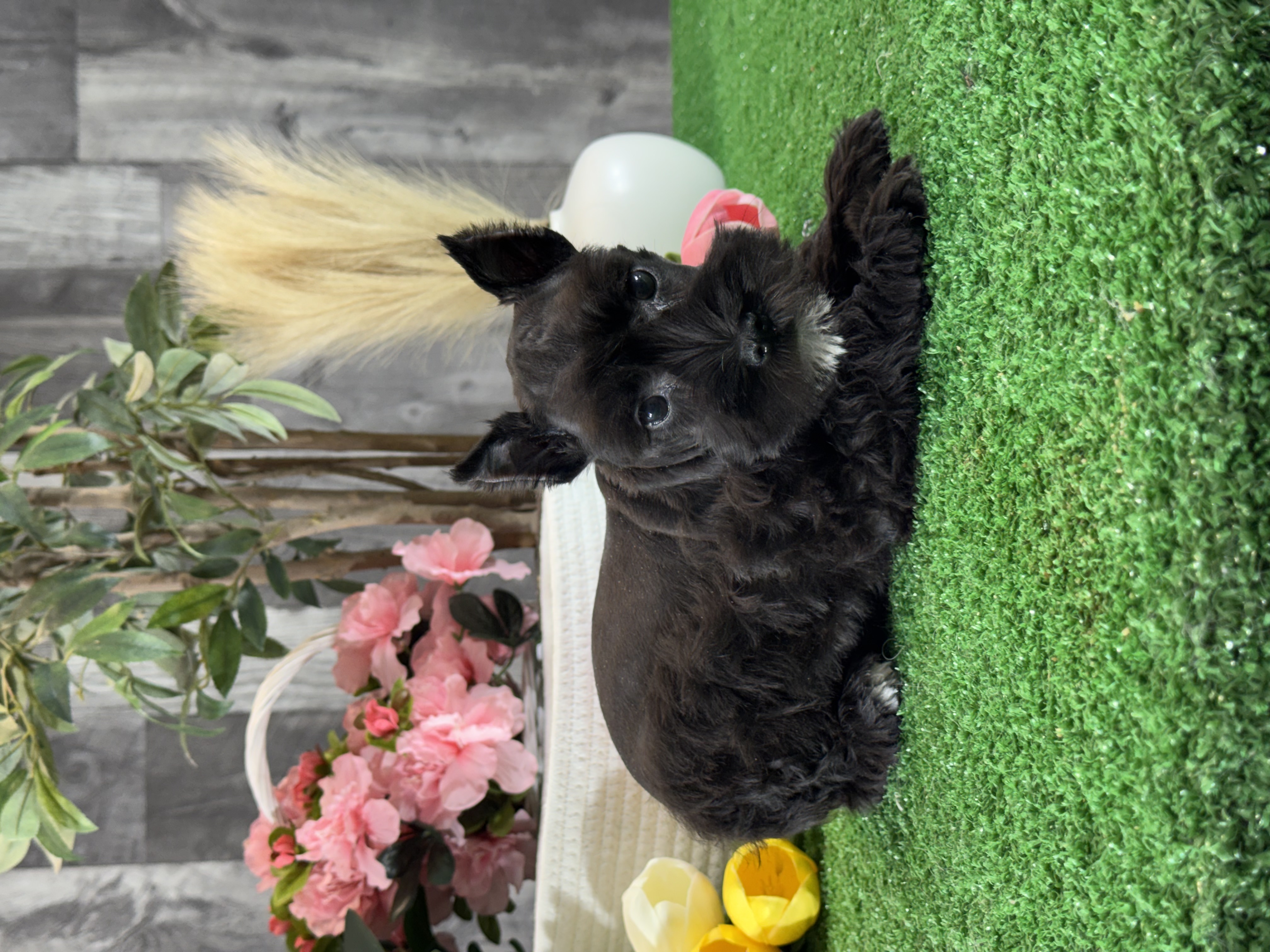 puppy photo