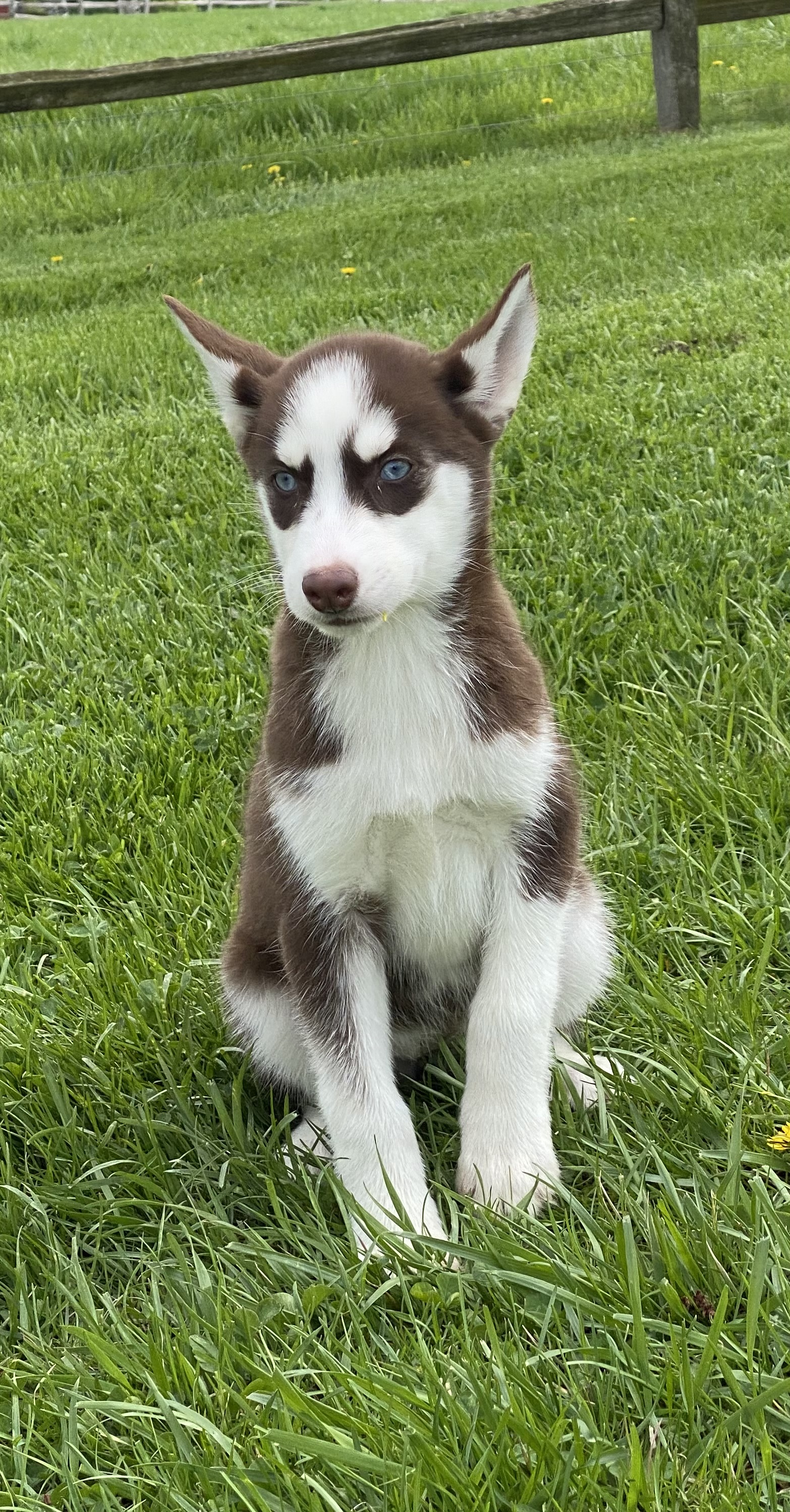 puppy, for, sale, Siberian Husky, Curtis  Martin, dog, breeder, Seneca Falls, NY, dog-breeder, puppy-for-sale, forsale, nearby, find, puppyfind, locator, puppylocator, aca