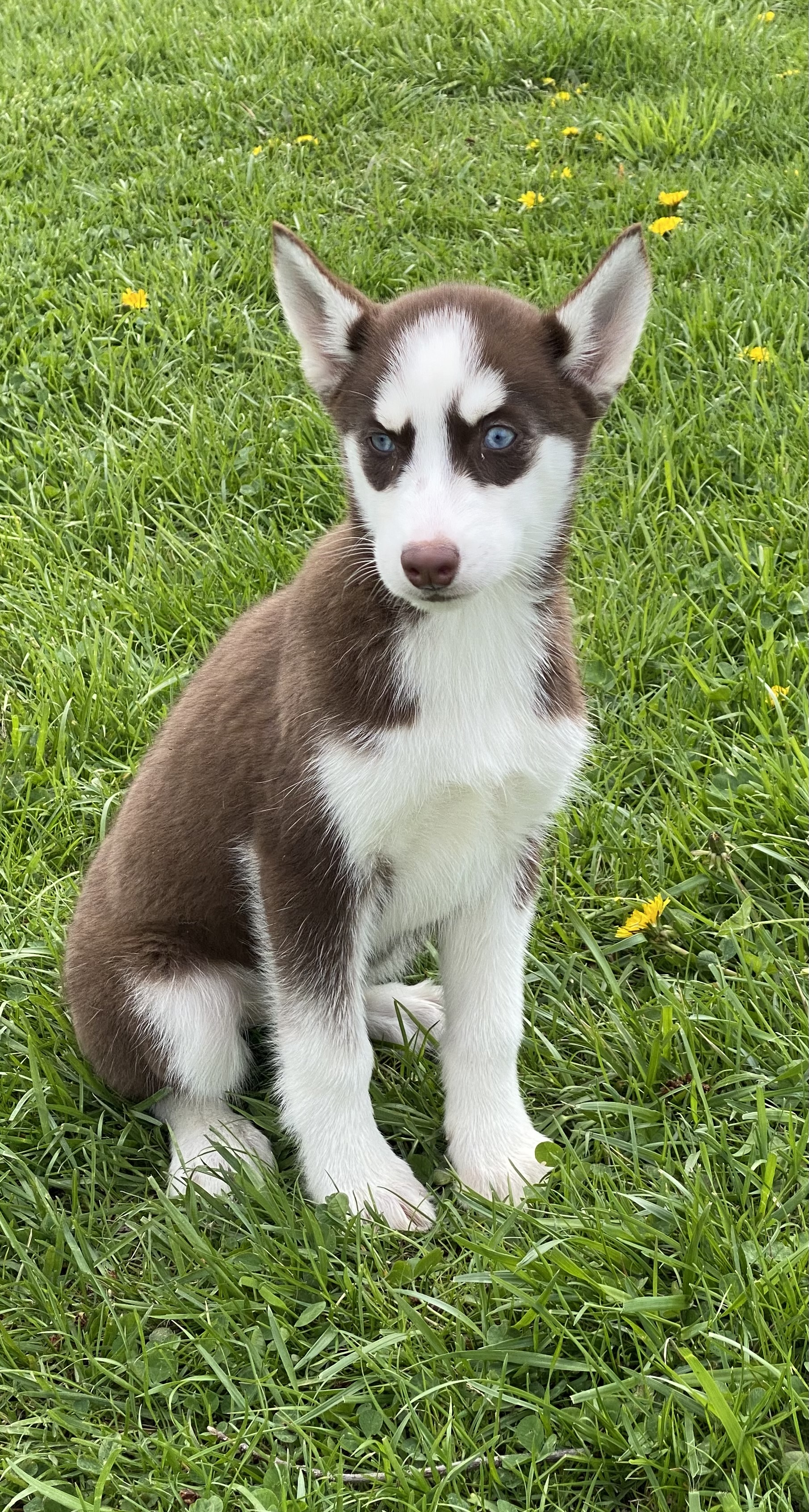 puppy, for, sale, Siberian Husky, Curtis  Martin, dog, breeder, Seneca Falls, NY, dog-breeder, puppy-for-sale, forsale, nearby, find, puppyfind, locator, puppylocator, aca