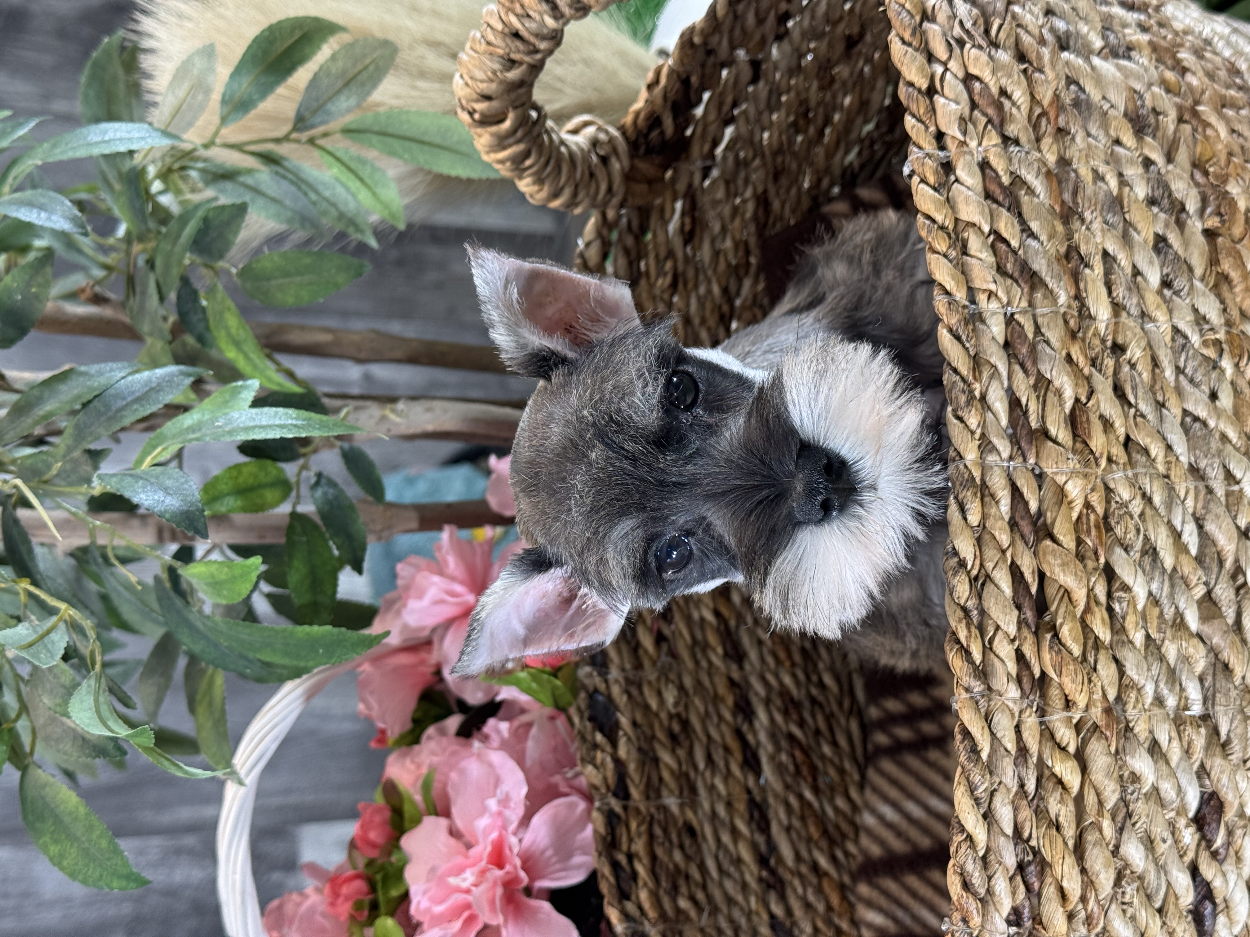 puppy photo