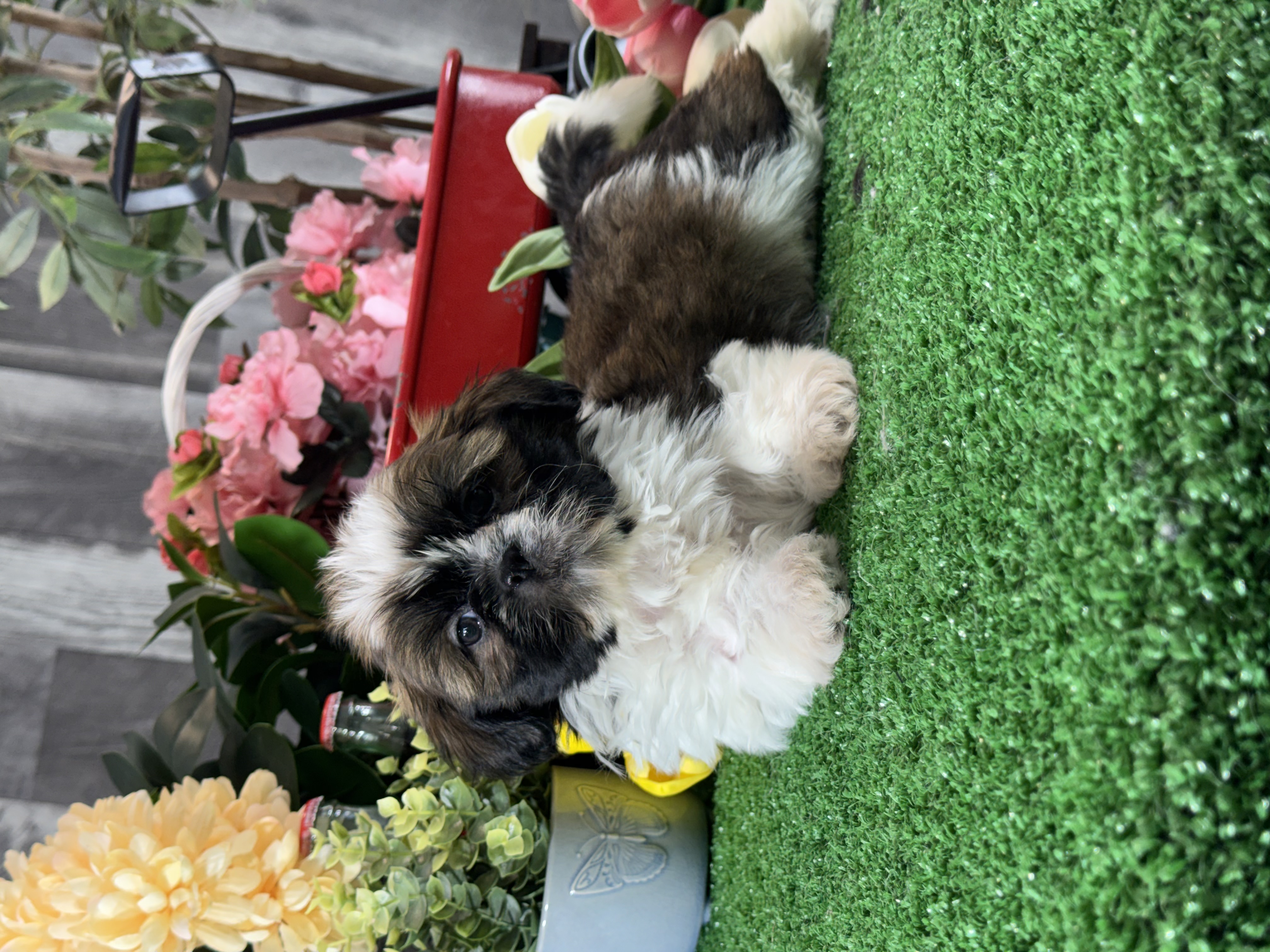 puppy photo