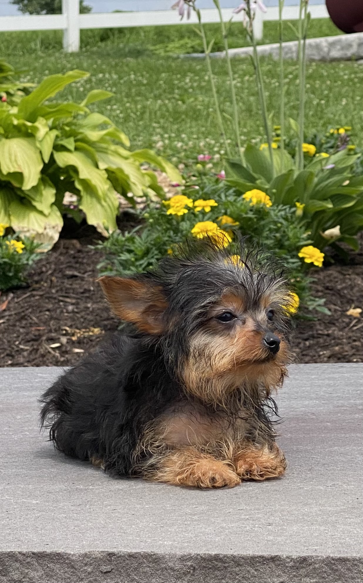 puppy, for, sale, Yorkshire Terrier, Curtis  Martin, dog, breeder, Seneca Falls, NY, dog-breeder, puppy-for-sale, forsale, nearby, find, puppyfind, locator, puppylocator, aca