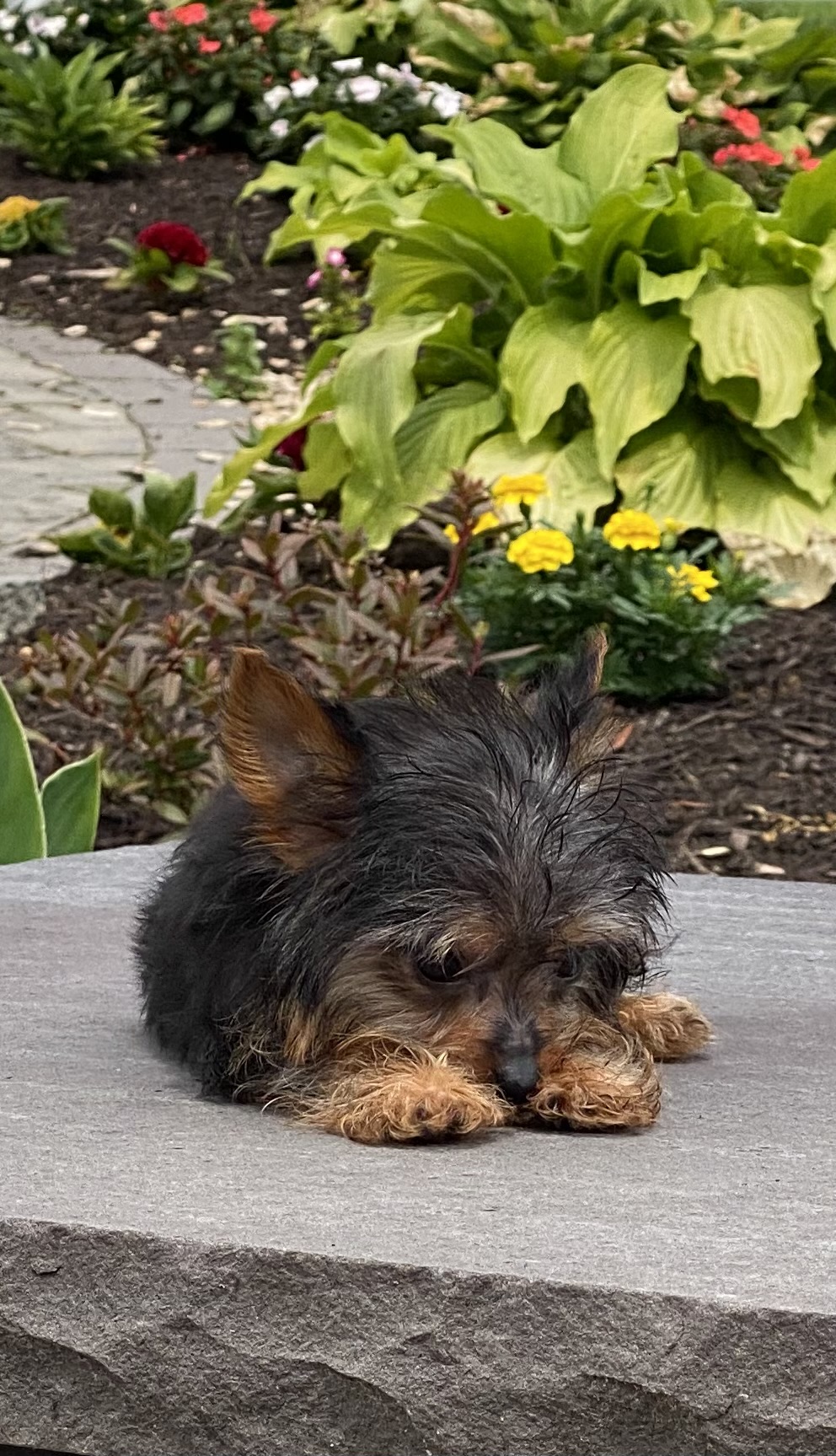 puppy, for, sale, Yorkshire Terrier, Curtis  Martin, dog, breeder, Seneca Falls, NY, dog-breeder, puppy-for-sale, forsale, nearby, find, puppyfind, locator, puppylocator, aca