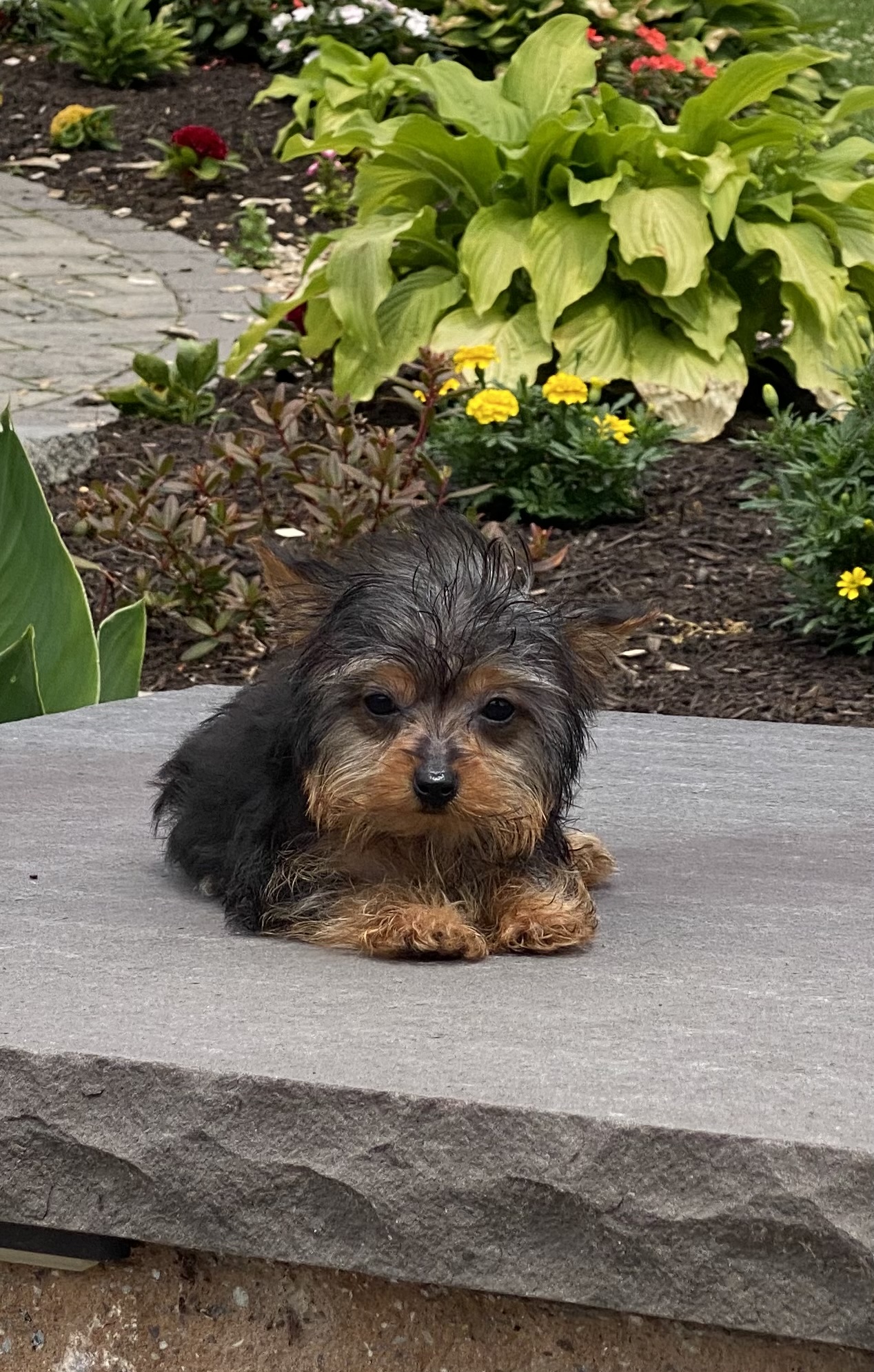 puppy, for, sale, Yorkshire Terrier, Curtis  Martin, dog, breeder, Seneca Falls, NY, dog-breeder, puppy-for-sale, forsale, nearby, find, puppyfind, locator, puppylocator, aca