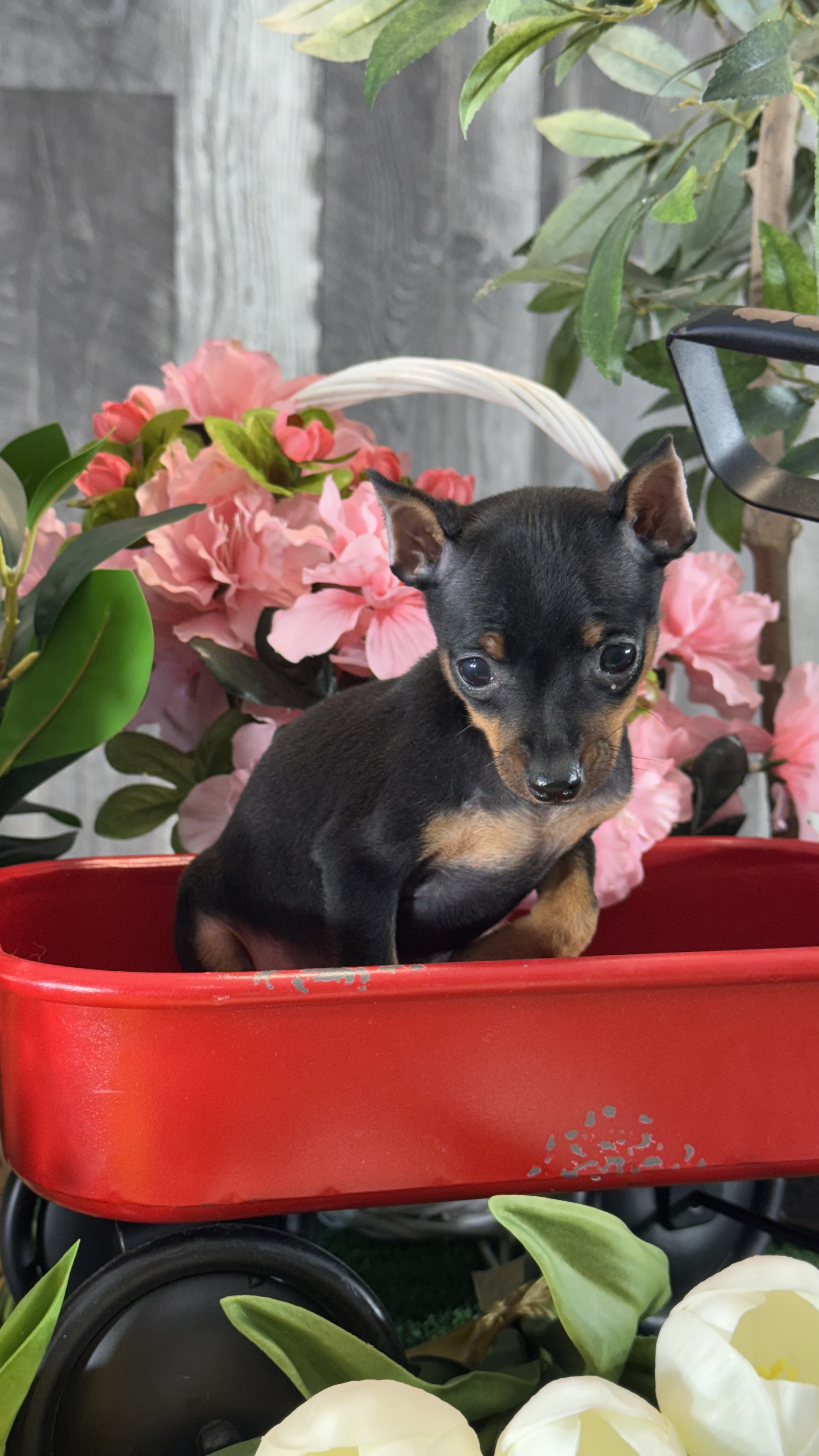 puppy photo