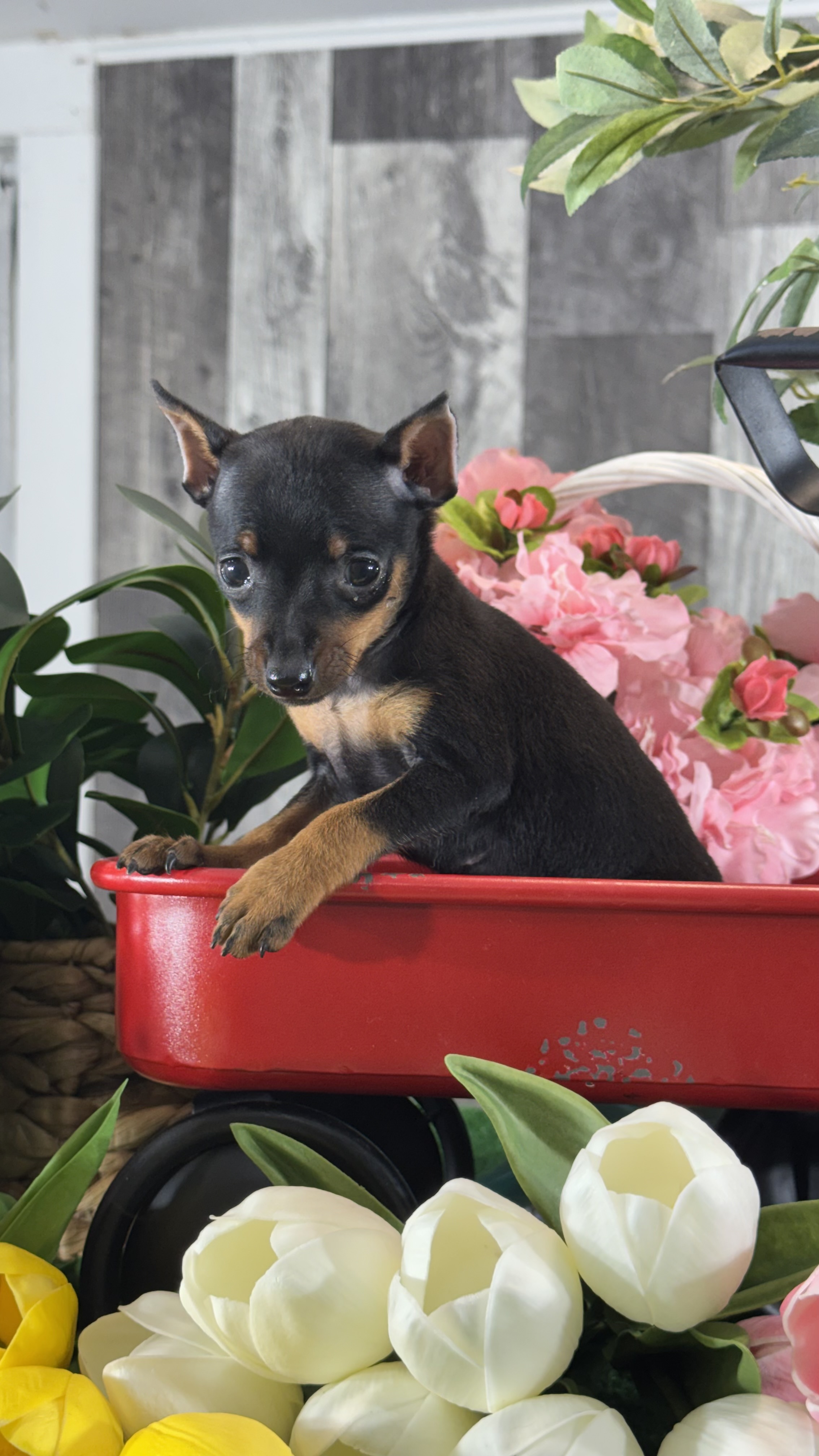 puppy photo