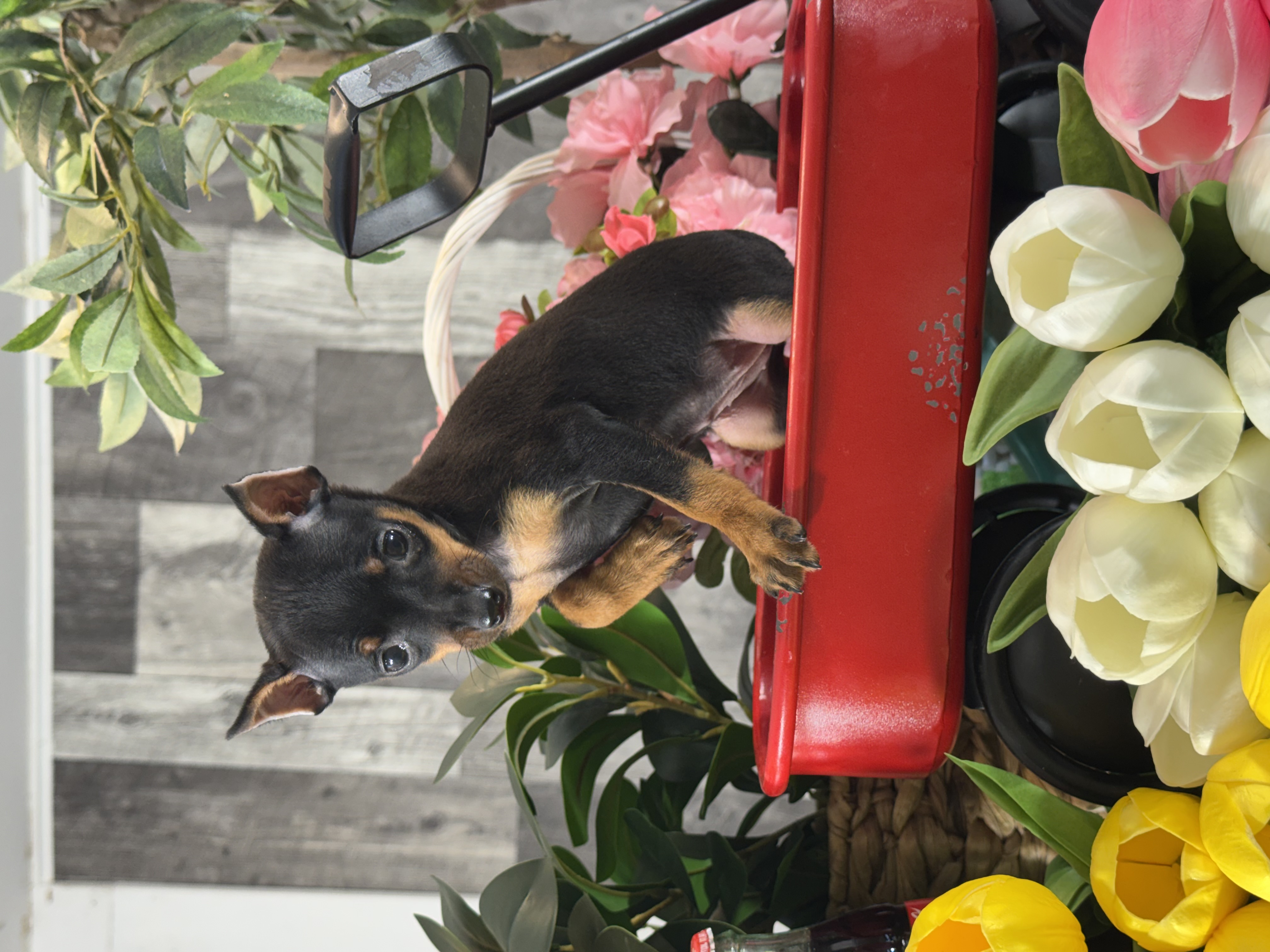 puppy photo