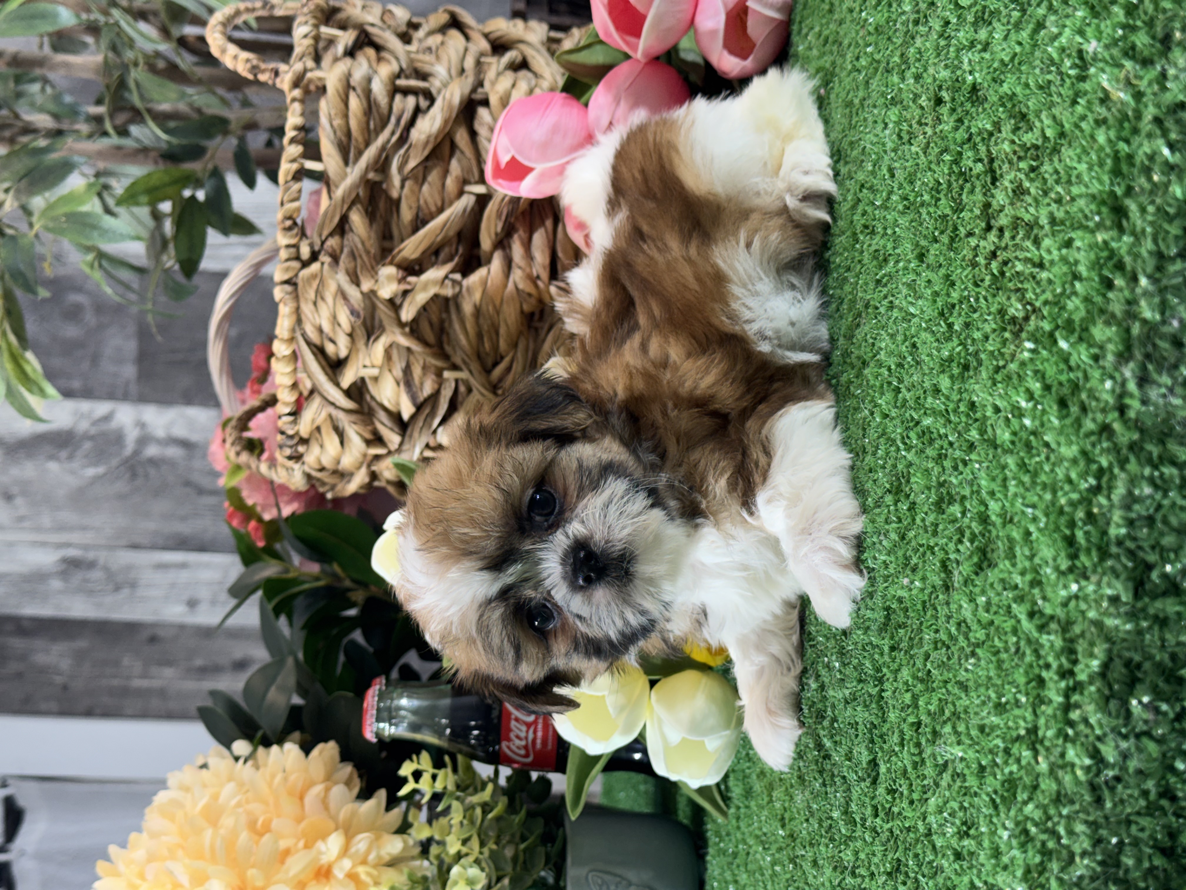 puppy photo