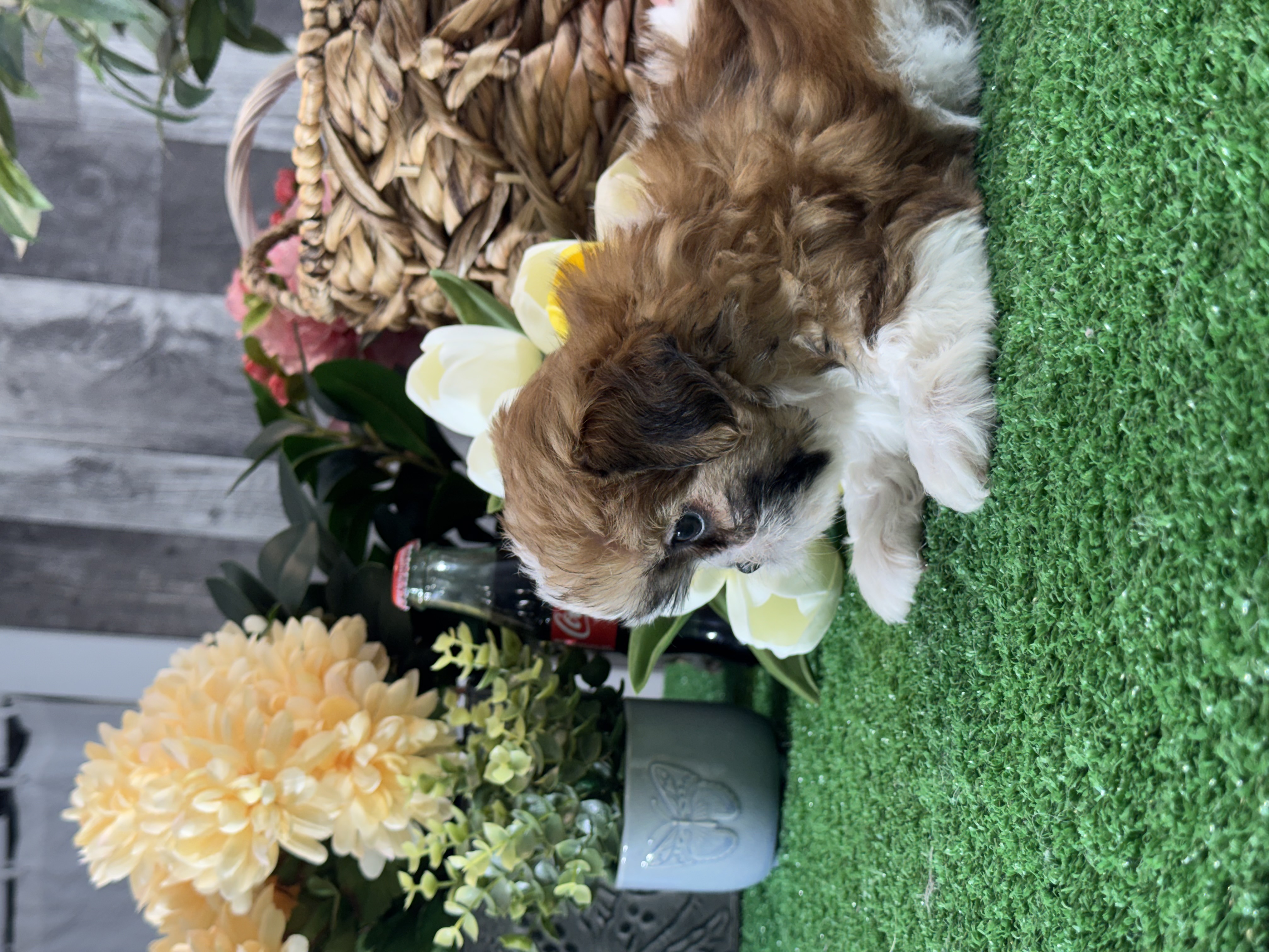 puppy photo