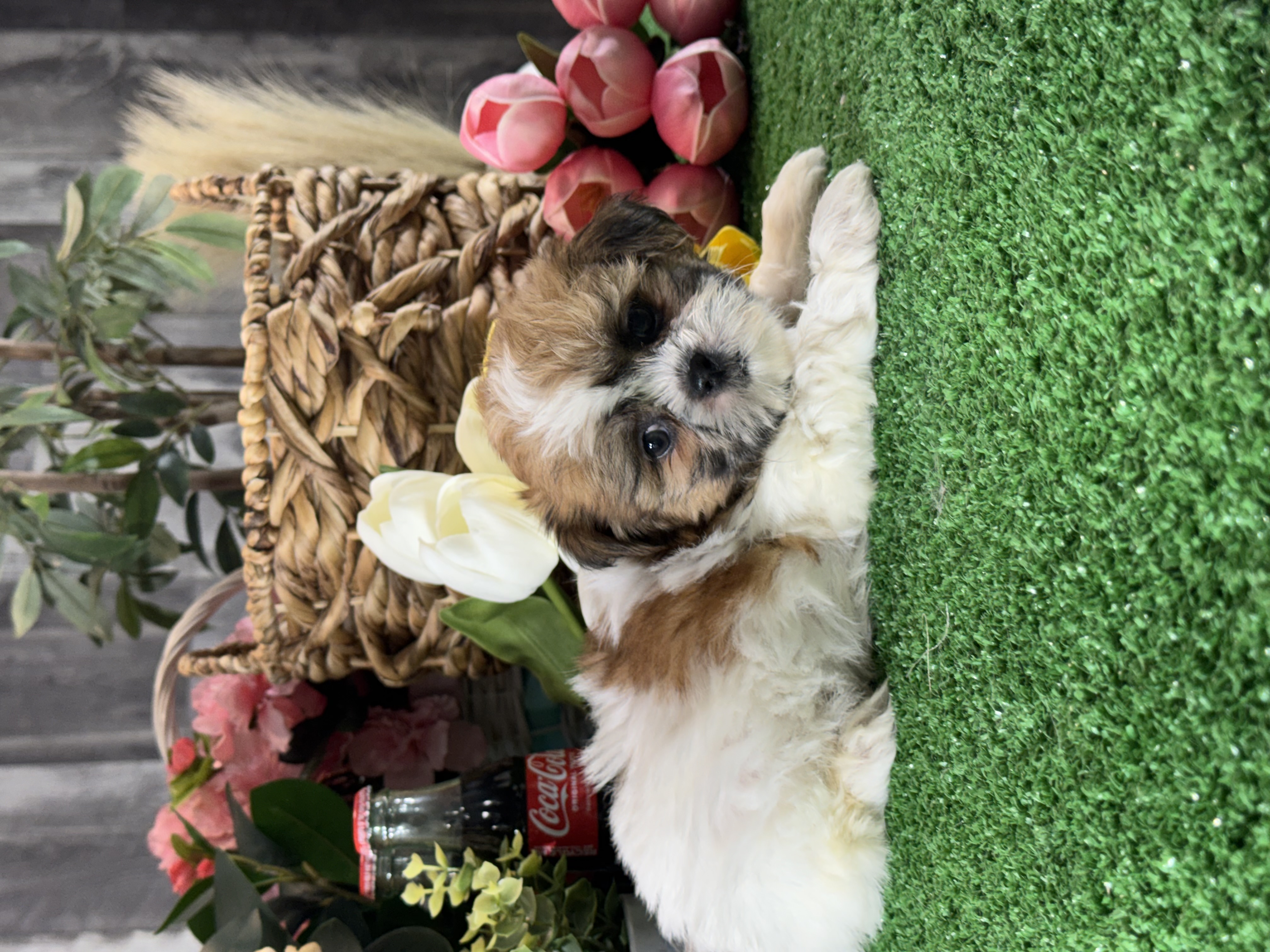 puppy photo