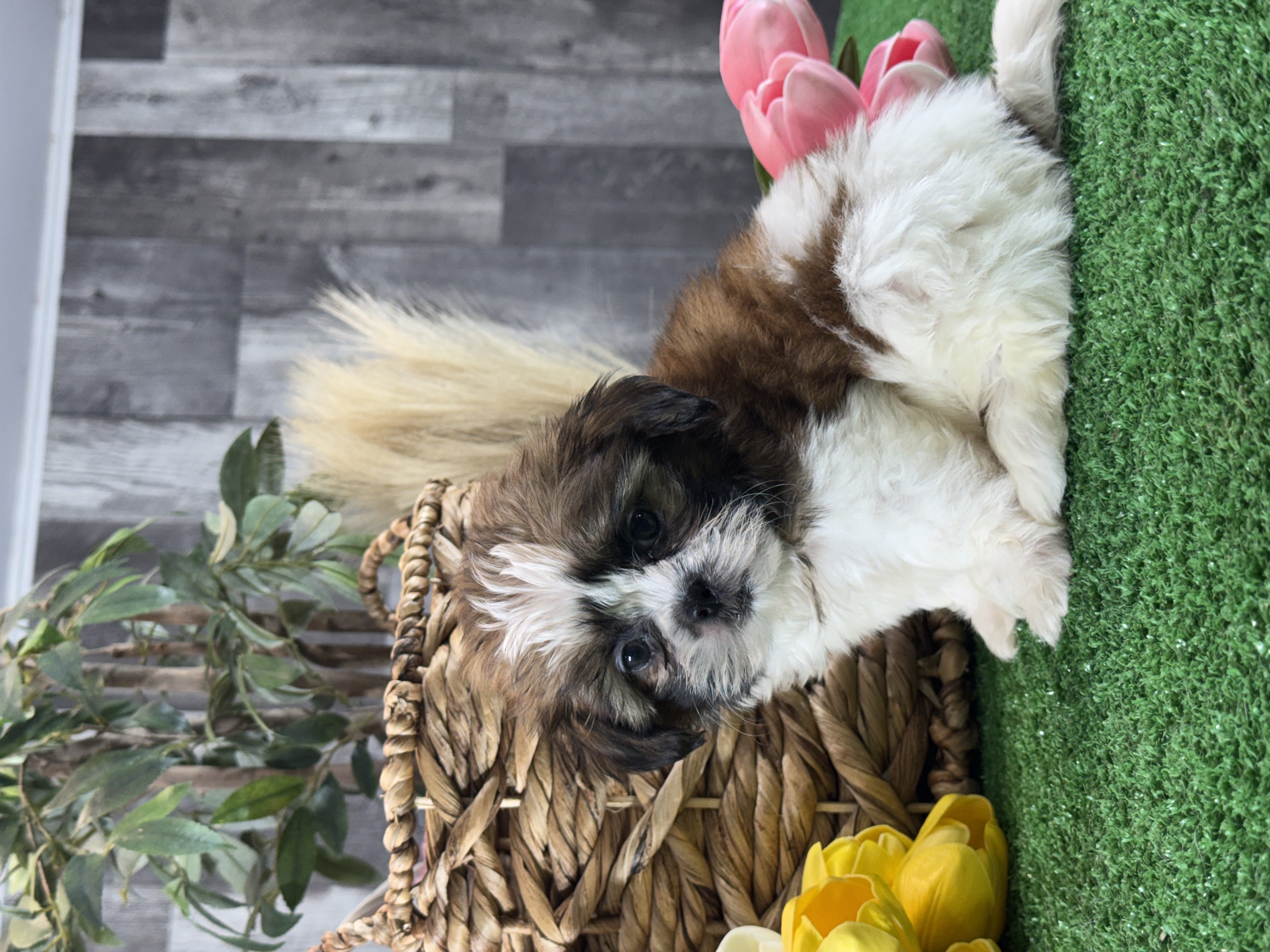 puppy photo