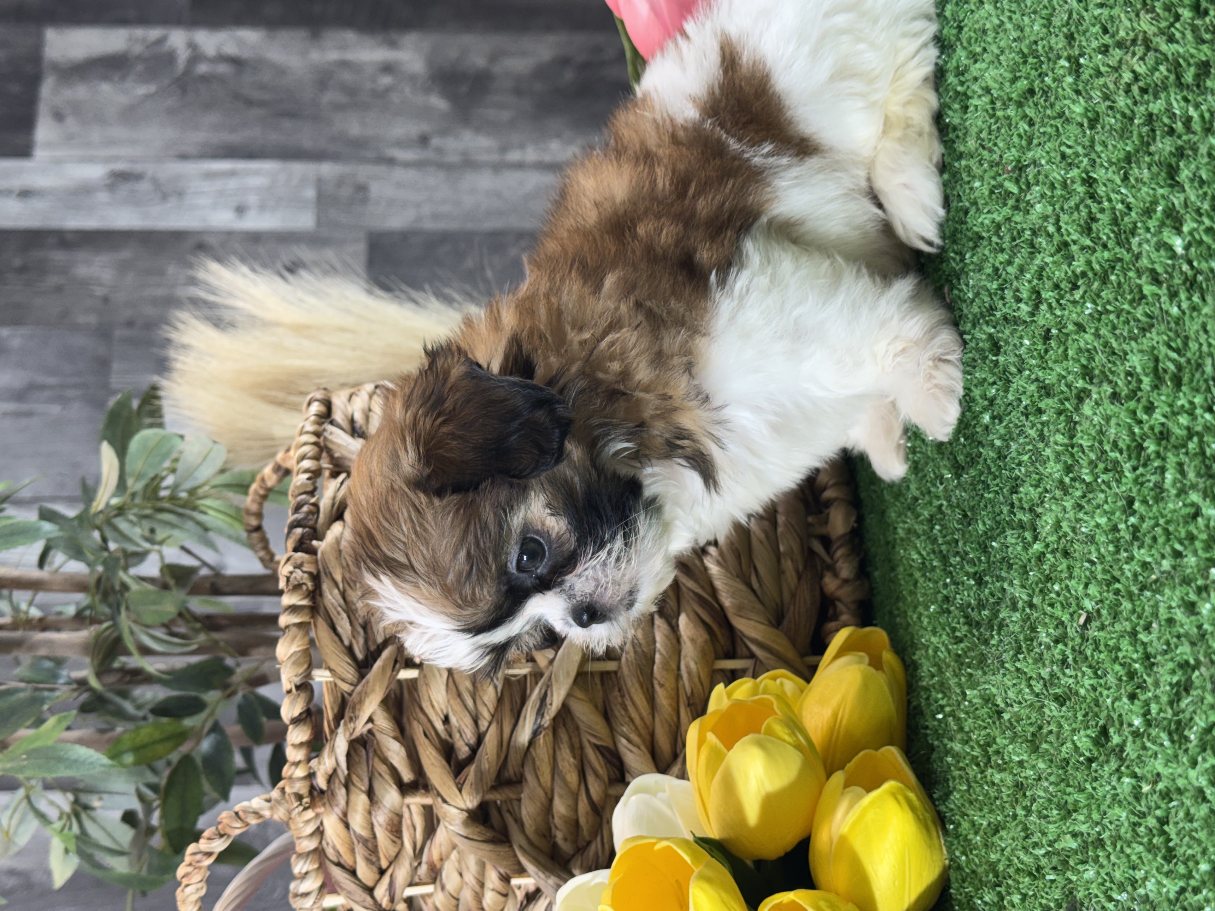 puppy photo