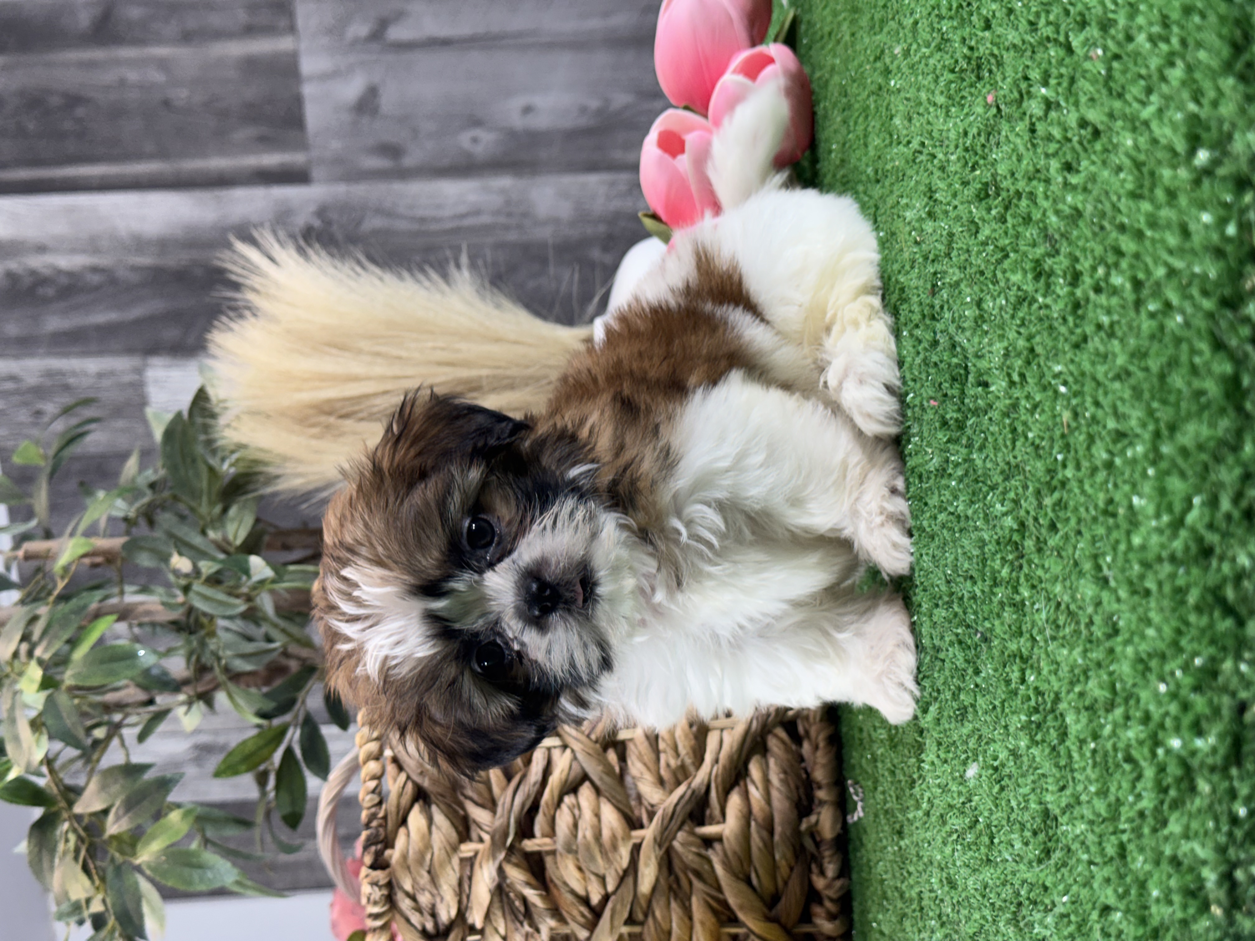 puppy photo