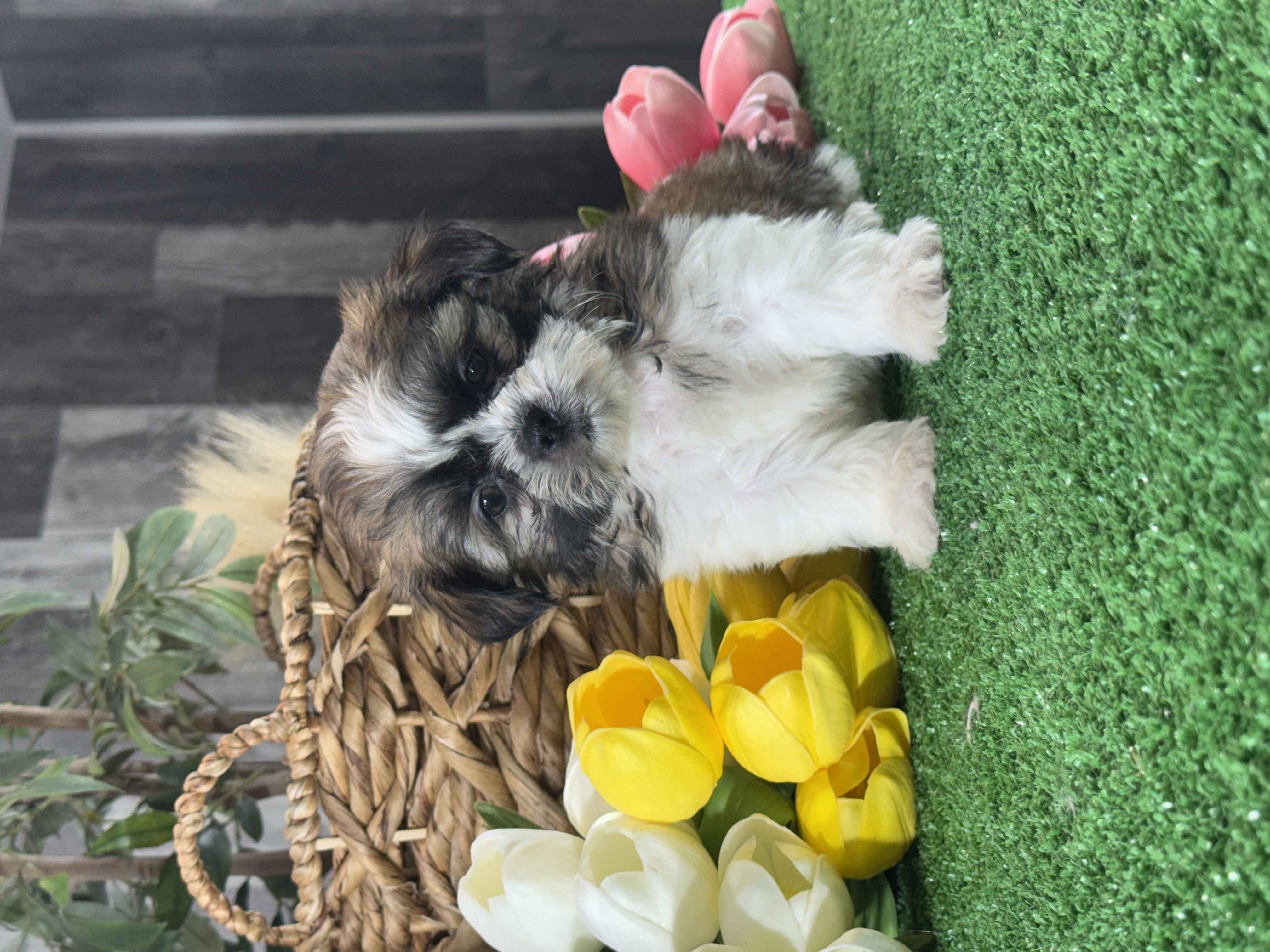 puppy photo