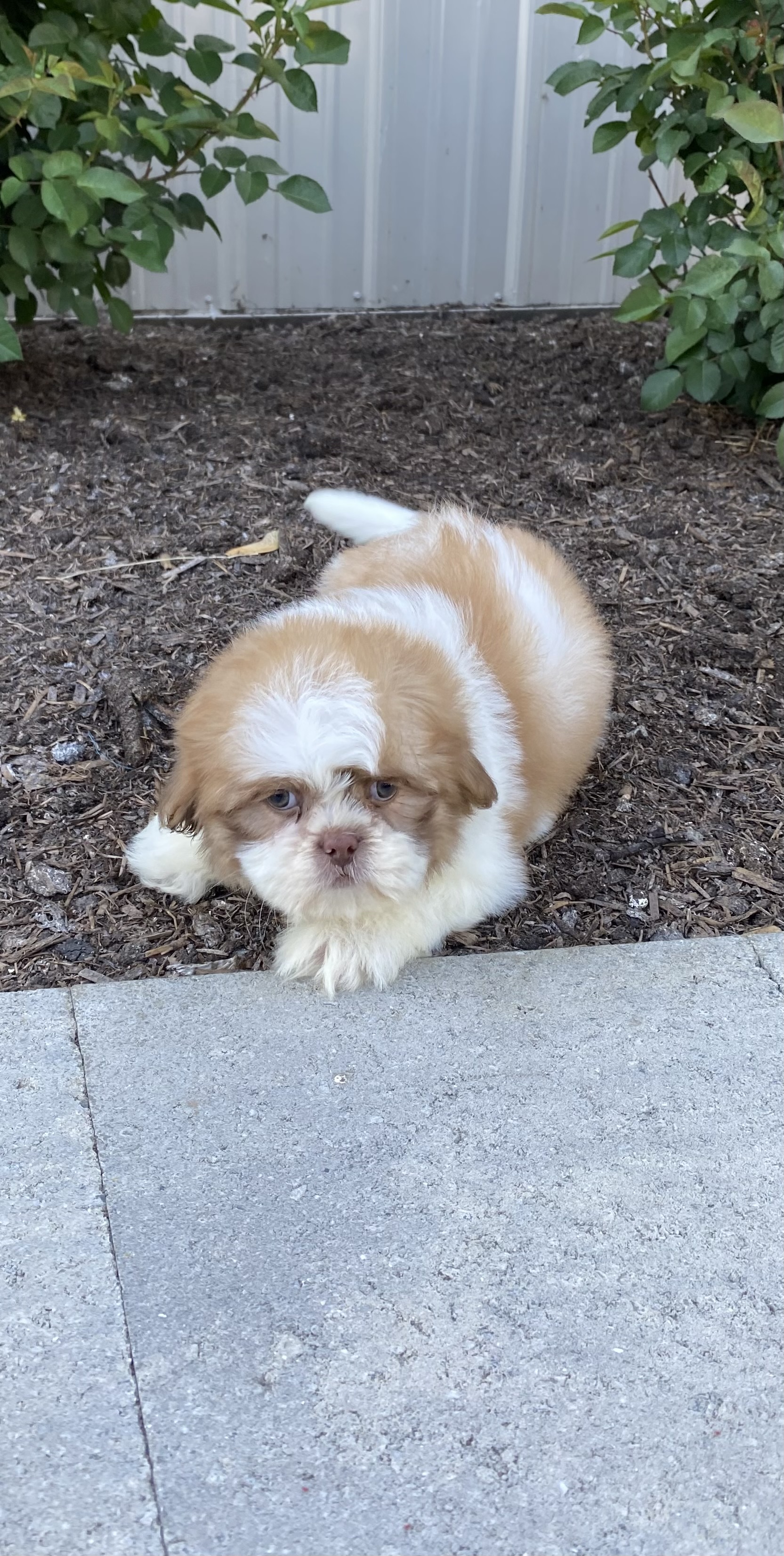 puppy photo