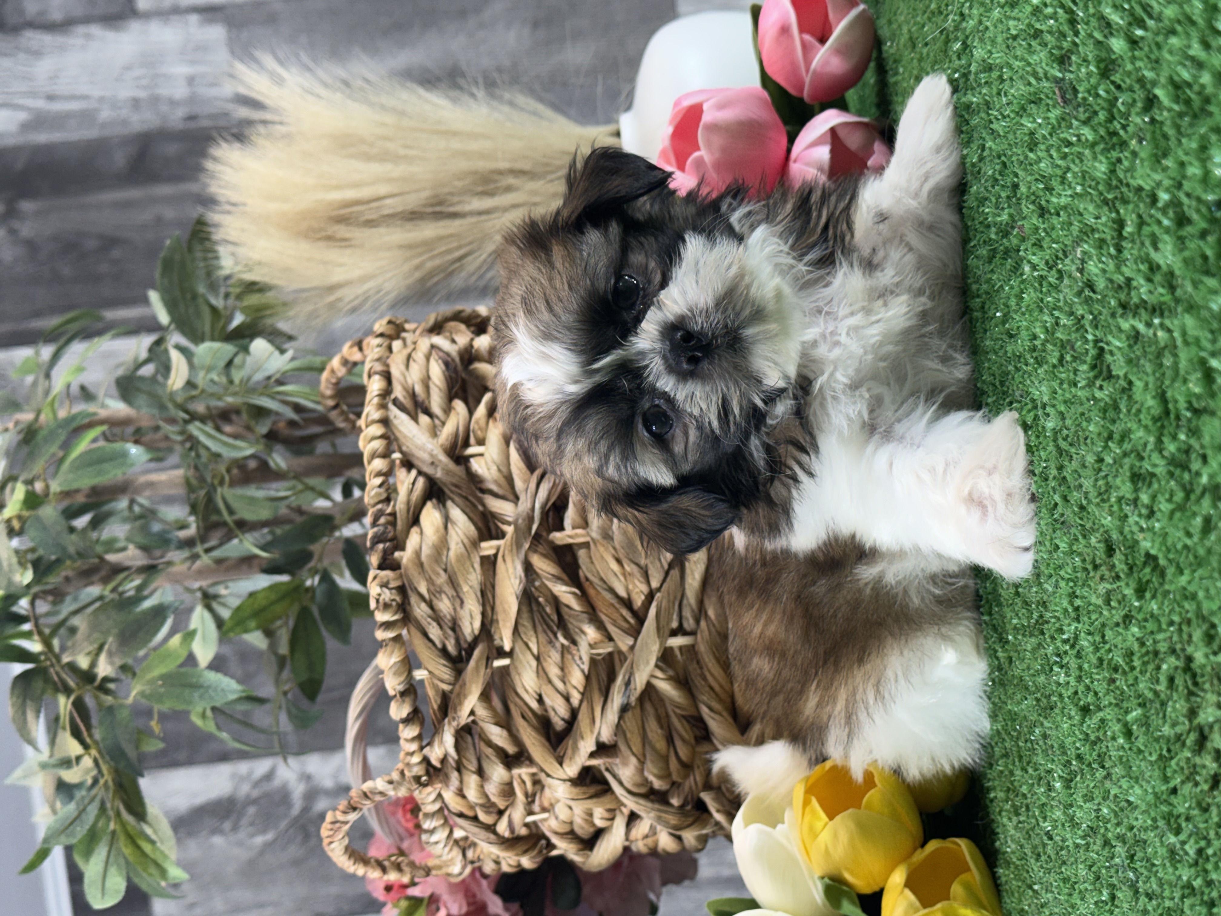 puppy photo