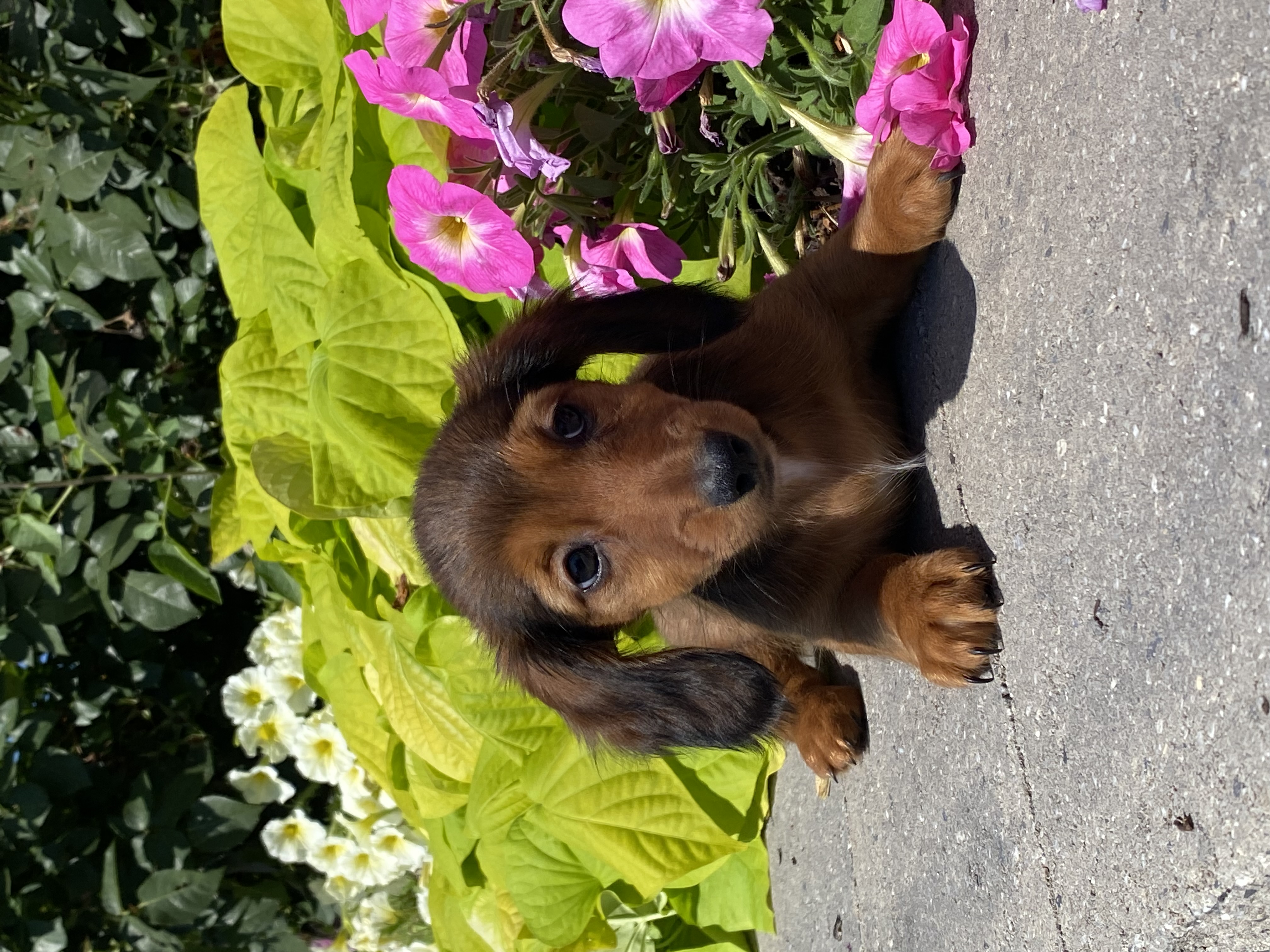puppy, for, sale, Dachshund, Curtis  Martin, dog, breeder, Seneca Falls, NY, dog-breeder, puppy-for-sale, forsale, nearby, find, puppyfind, locator, puppylocator, aca