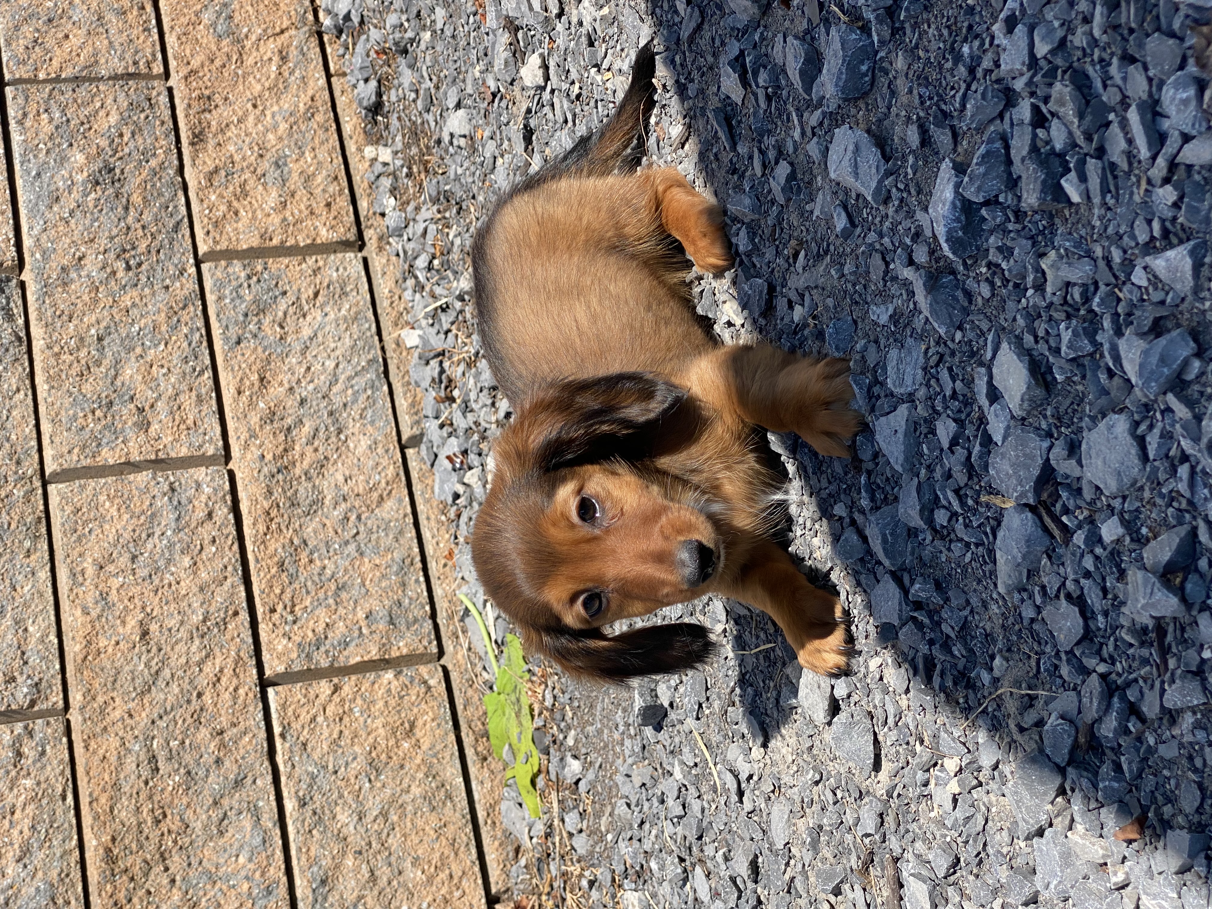 puppy, for, sale, Dachshund, Curtis  Martin, dog, breeder, Seneca Falls, NY, dog-breeder, puppy-for-sale, forsale, nearby, find, puppyfind, locator, puppylocator, aca