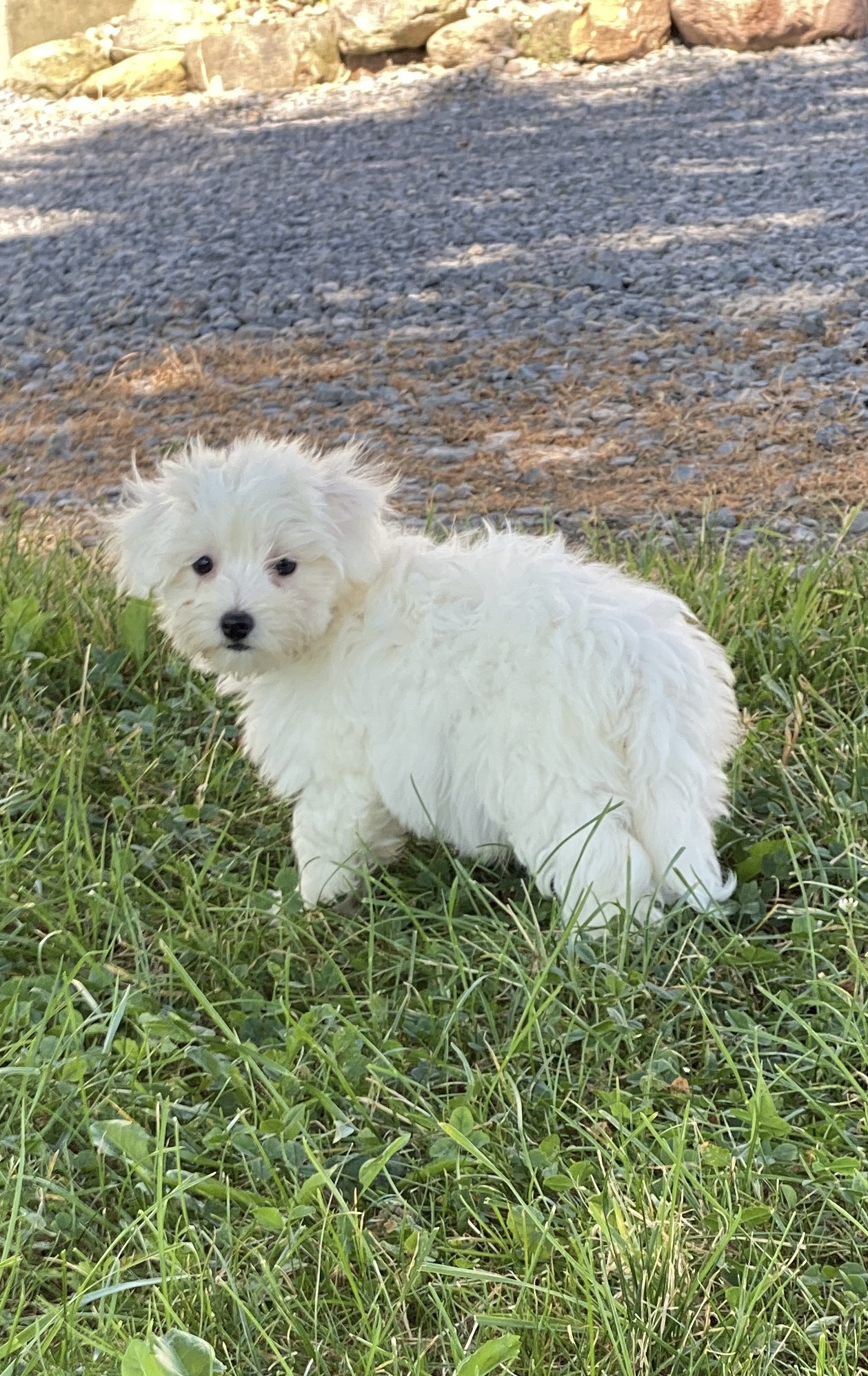 puppy, for, sale, Coton de Tulear, Curtis  Martin, dog, breeder, Seneca Falls, NY, dog-breeder, puppy-for-sale, forsale, nearby, find, puppyfind, locator, puppylocator, aca