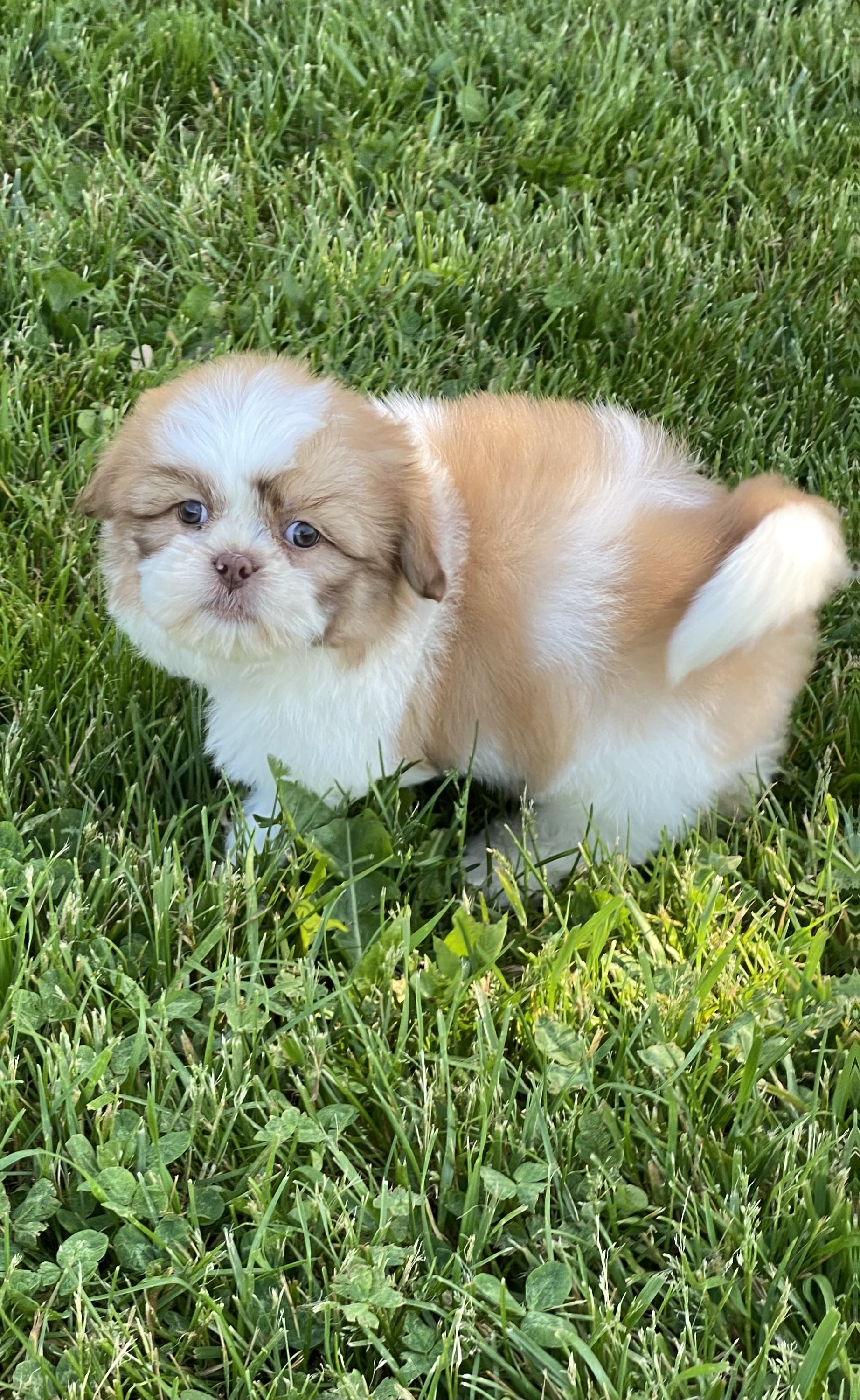 Summerset Farms kennels Seneca Falls NY Available Puppies