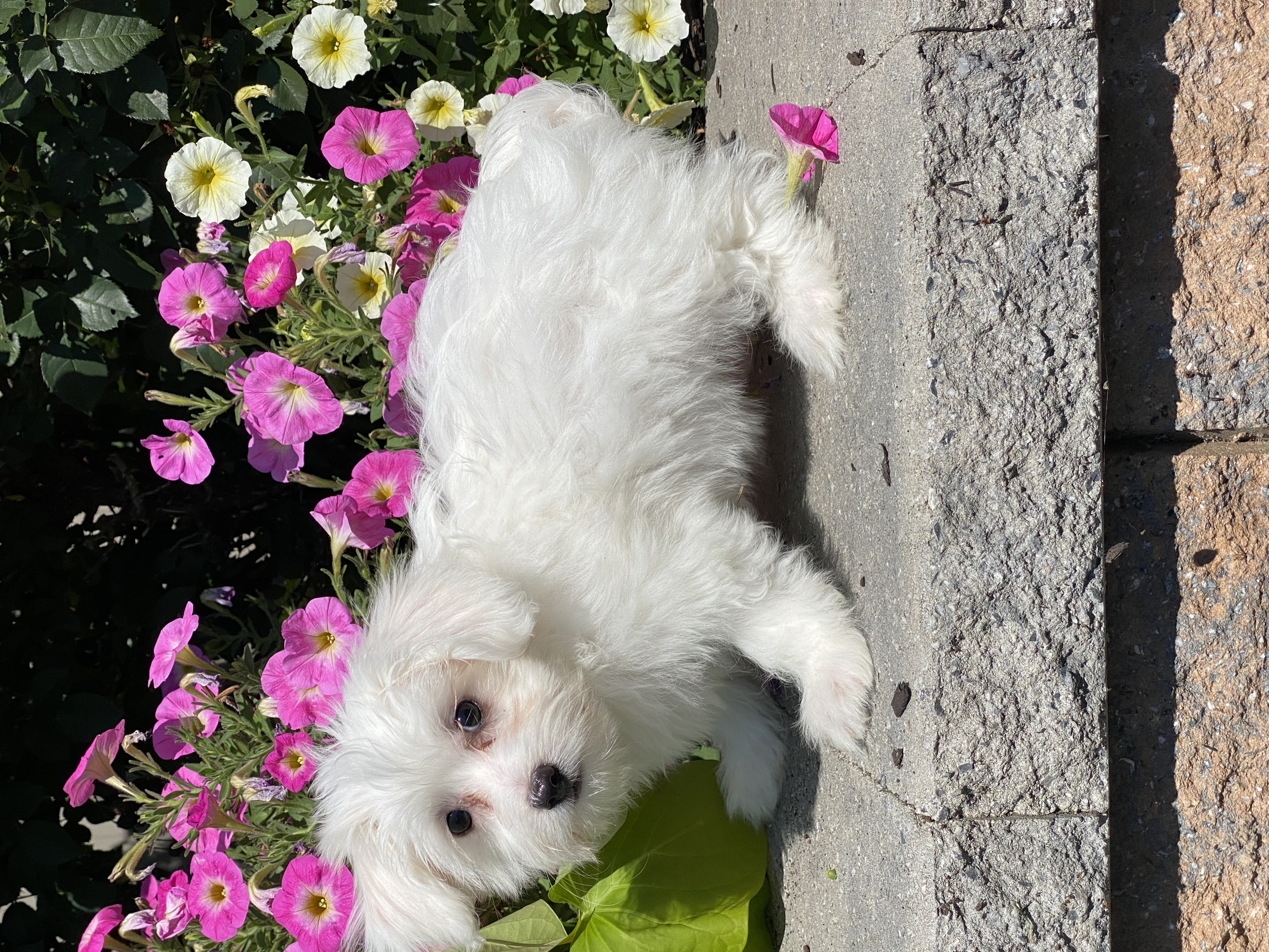 puppy, for, sale, Coton de Tulear, Curtis  Martin, dog, breeder, Seneca Falls, NY, dog-breeder, puppy-for-sale, forsale, nearby, find, puppyfind, locator, puppylocator, aca