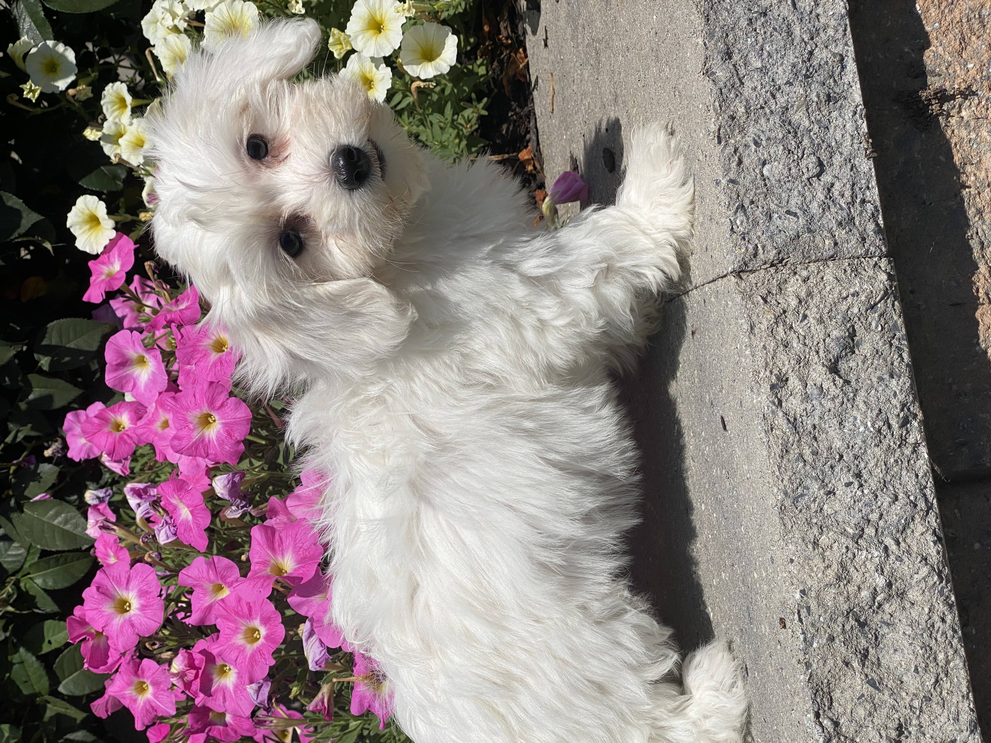 puppy, for, sale, Coton de Tulear, Curtis  Martin, dog, breeder, Seneca Falls, NY, dog-breeder, puppy-for-sale, forsale, nearby, find, puppyfind, locator, puppylocator, aca