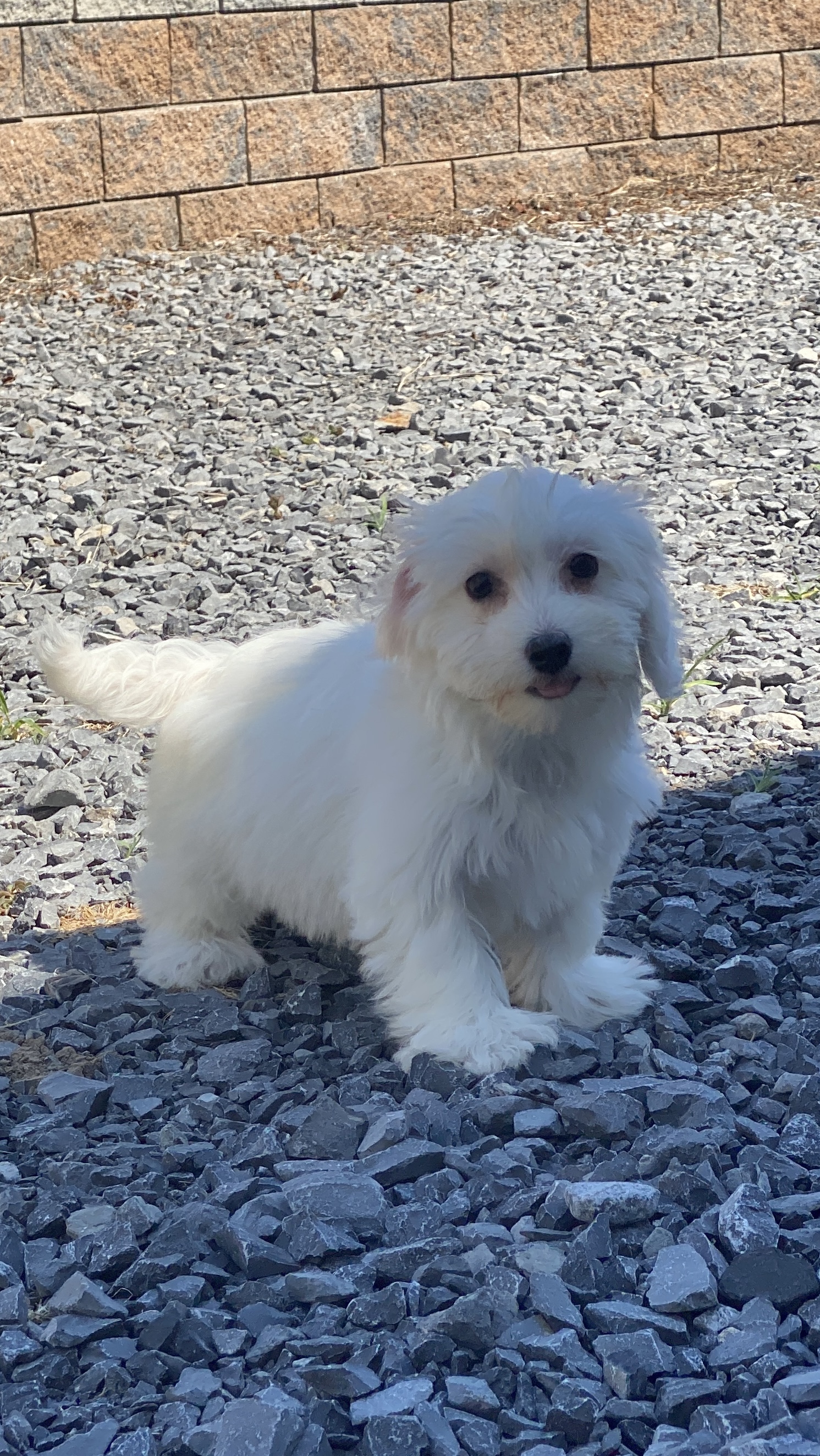 puppy, for, sale, Coton de Tulear, Curtis  Martin, dog, breeder, Seneca Falls, NY, dog-breeder, puppy-for-sale, forsale, nearby, find, puppyfind, locator, puppylocator, aca