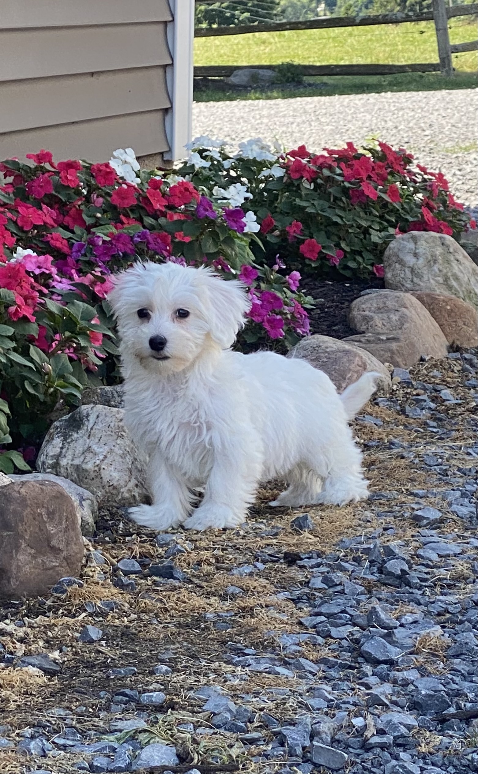 puppy, for, sale, Coton de Tulear, Curtis  Martin, dog, breeder, Seneca Falls, NY, dog-breeder, puppy-for-sale, forsale, nearby, find, puppyfind, locator, puppylocator, aca