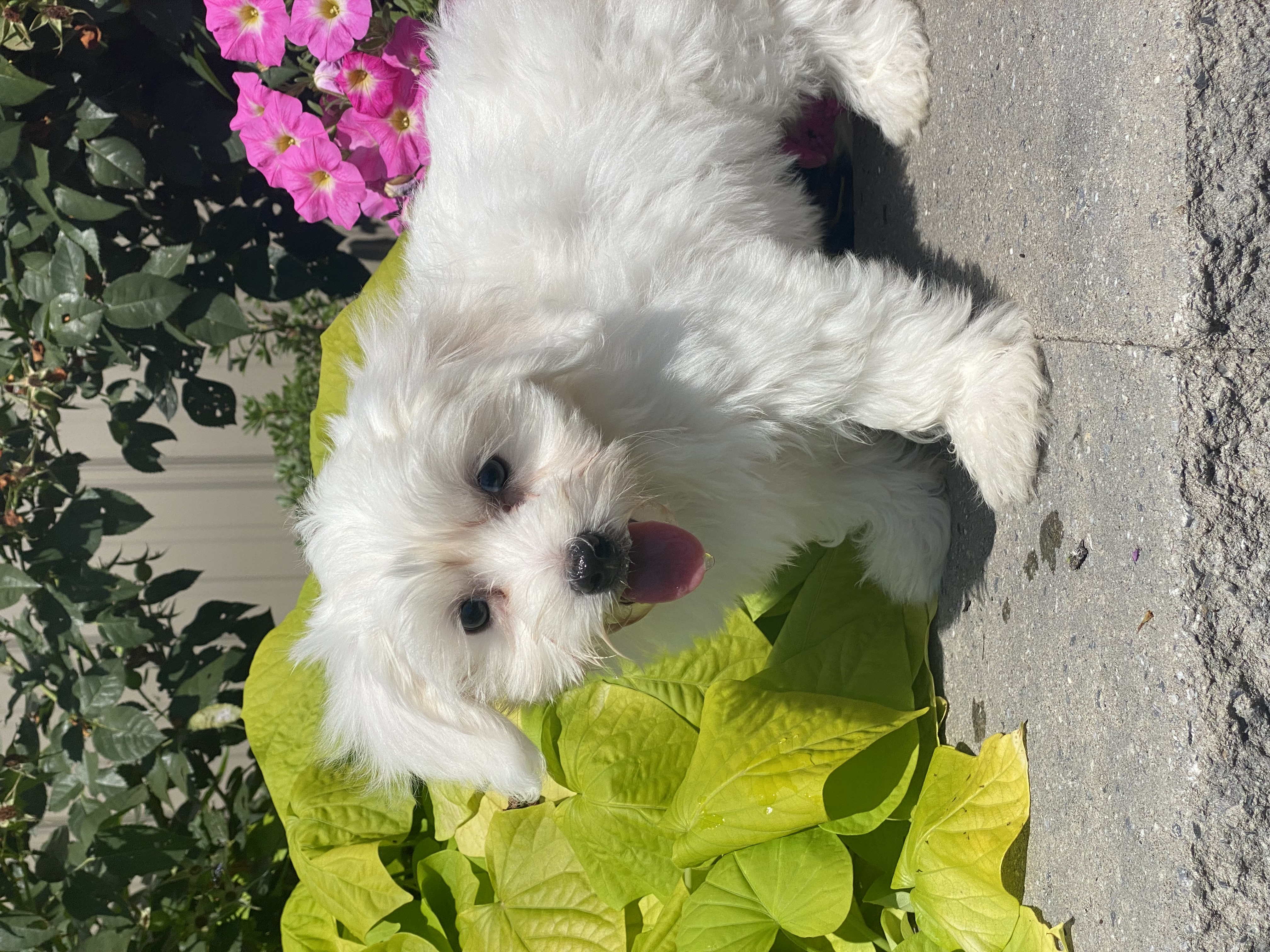 puppy, for, sale, Coton de Tulear, Curtis  Martin, dog, breeder, Seneca Falls, NY, dog-breeder, puppy-for-sale, forsale, nearby, find, puppyfind, locator, puppylocator, aca