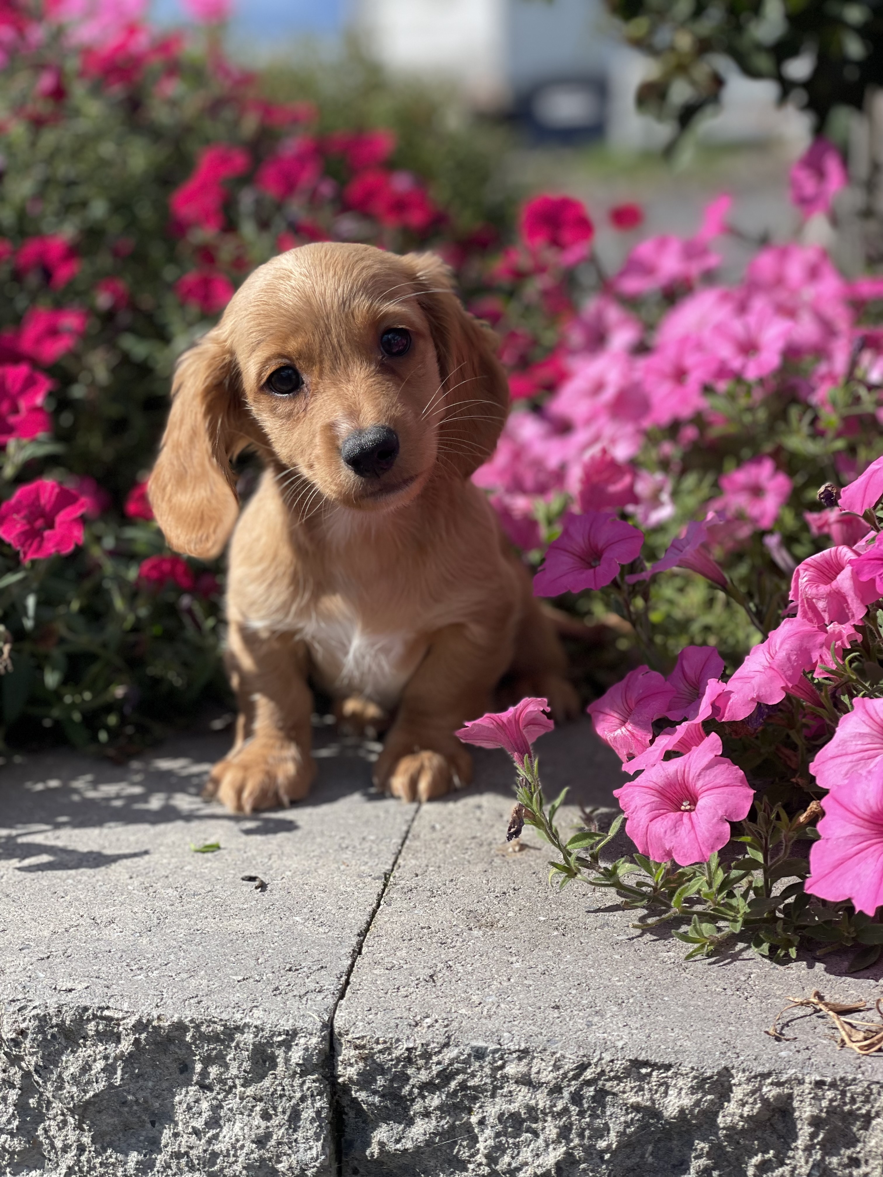 puppy, for, sale, Coton de Tulear, Curtis  Martin, dog, breeder, Seneca Falls, NY, dog-breeder, puppy-for-sale, forsale, nearby, find, puppyfind, locator, puppylocator, aca