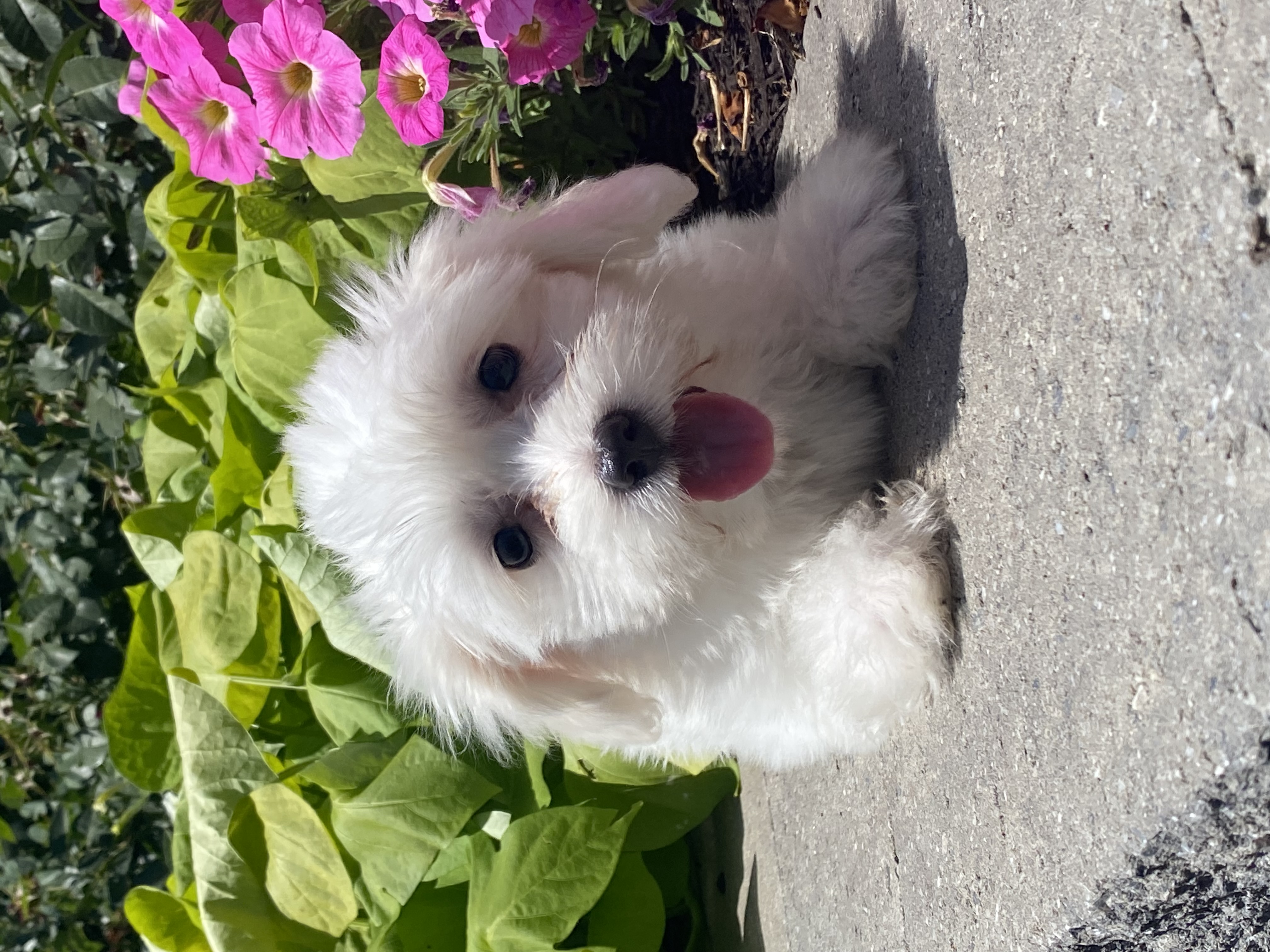 puppy, for, sale, Coton de Tulear, Curtis  Martin, dog, breeder, Seneca Falls, NY, dog-breeder, puppy-for-sale, forsale, nearby, find, puppyfind, locator, puppylocator, aca