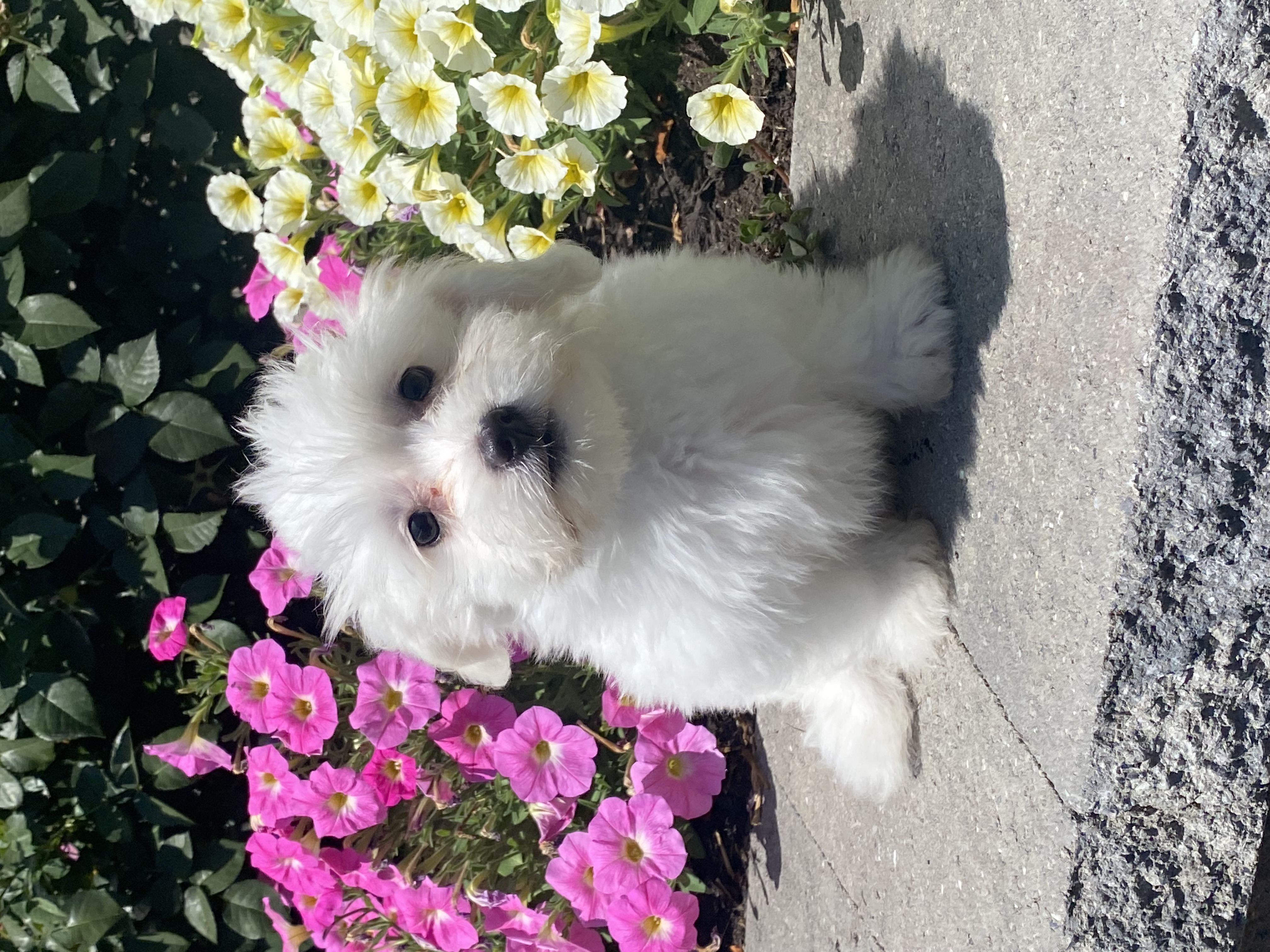 puppy, for, sale, Coton de Tulear, Curtis  Martin, dog, breeder, Seneca Falls, NY, dog-breeder, puppy-for-sale, forsale, nearby, find, puppyfind, locator, puppylocator, aca