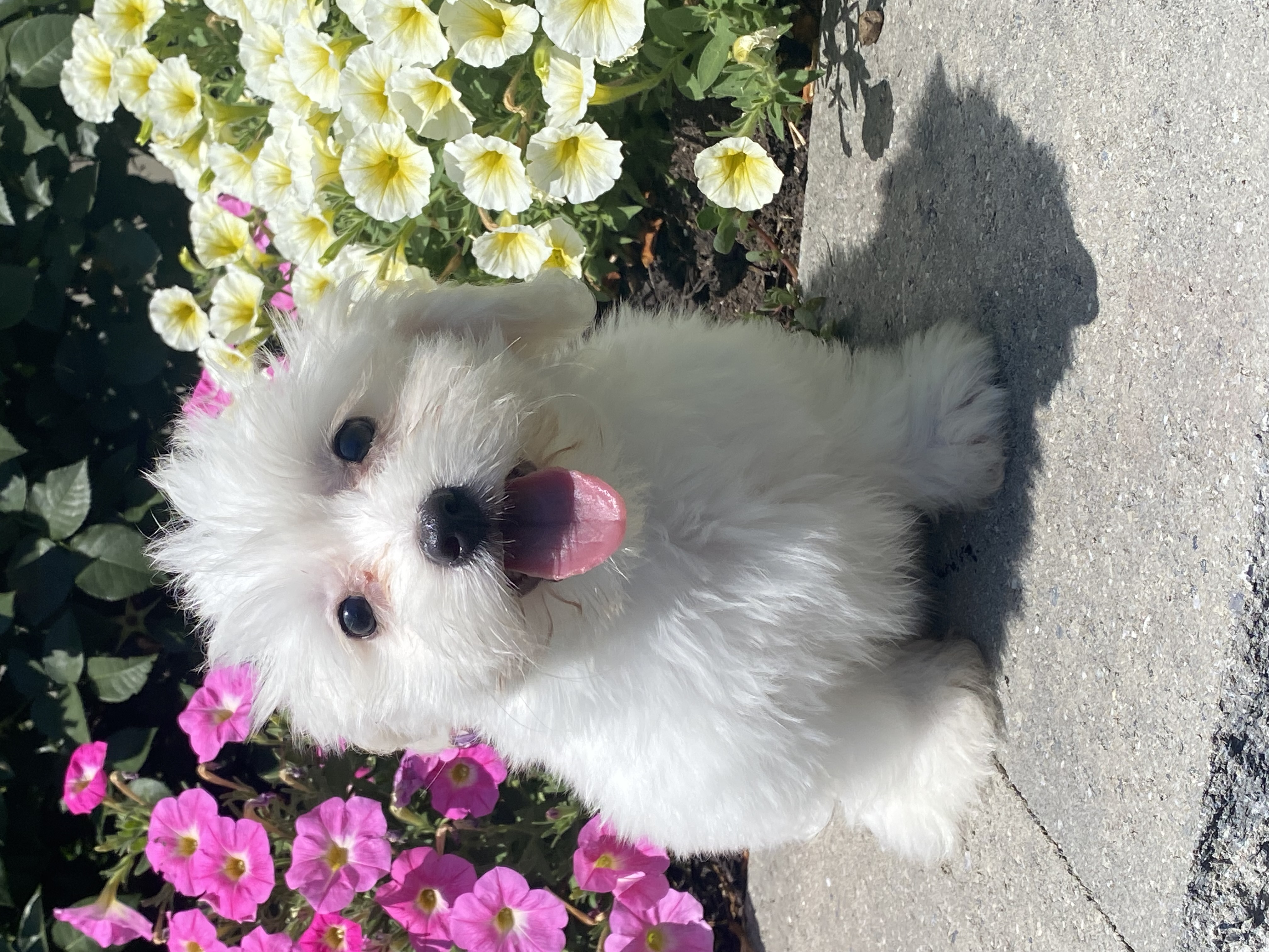 puppy, for, sale, Coton de Tulear, Curtis  Martin, dog, breeder, Seneca Falls, NY, dog-breeder, puppy-for-sale, forsale, nearby, find, puppyfind, locator, puppylocator, aca