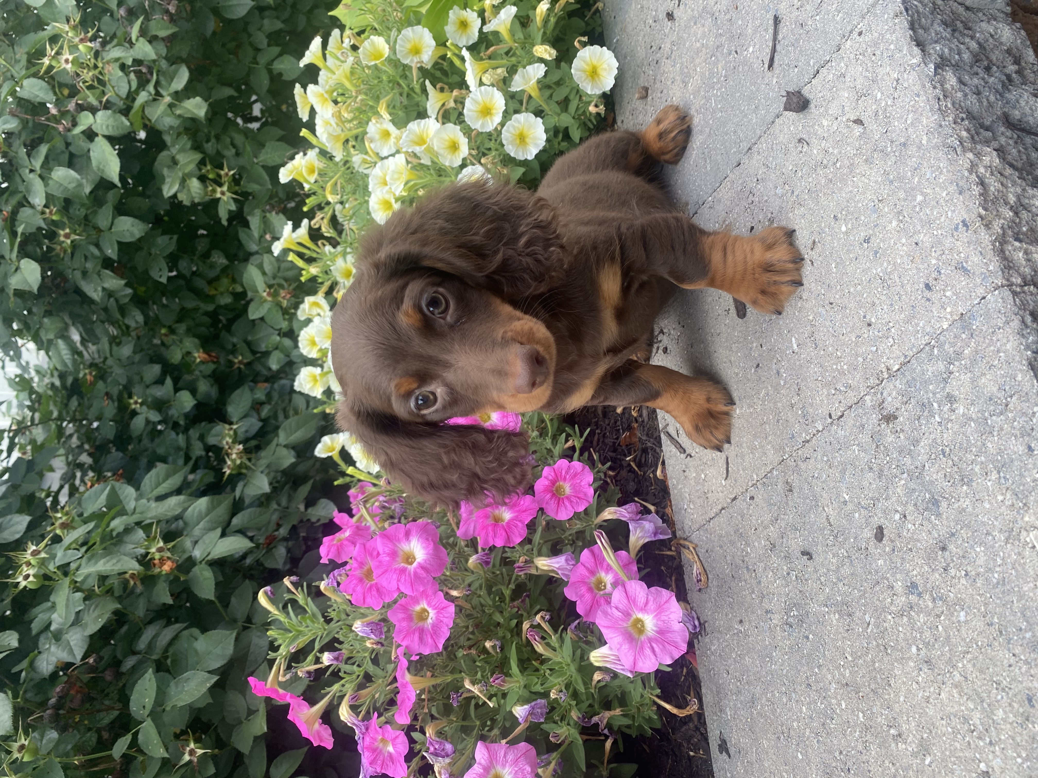 puppy, for, sale, Dachshund, Curtis  Martin, dog, breeder, Seneca Falls, NY, dog-breeder, puppy-for-sale, forsale, nearby, find, puppyfind, locator, puppylocator, aca