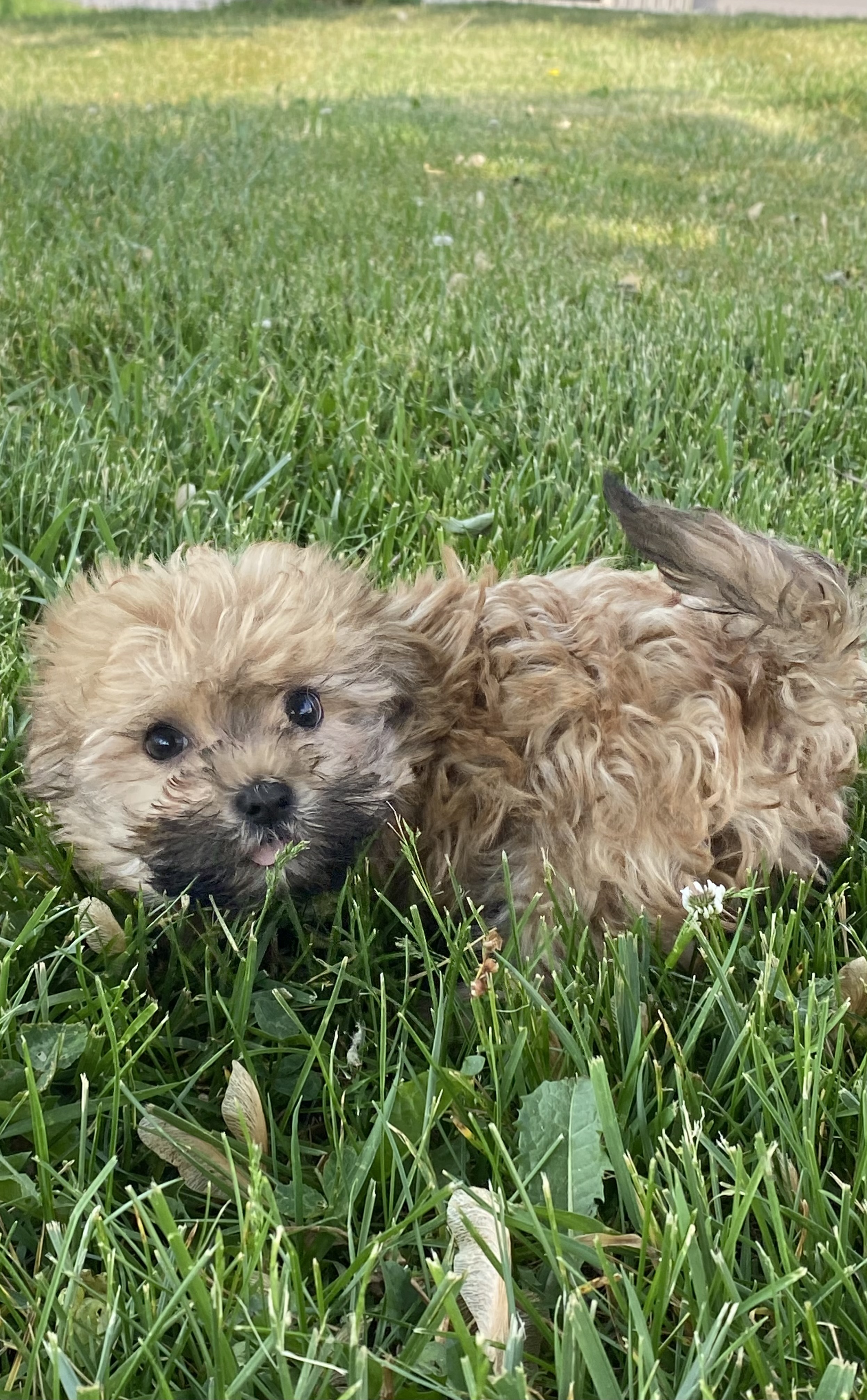 puppy, for, sale, Dachshund, Curtis  Martin, dog, breeder, Seneca Falls, NY, dog-breeder, puppy-for-sale, forsale, nearby, find, puppyfind, locator, puppylocator, aca