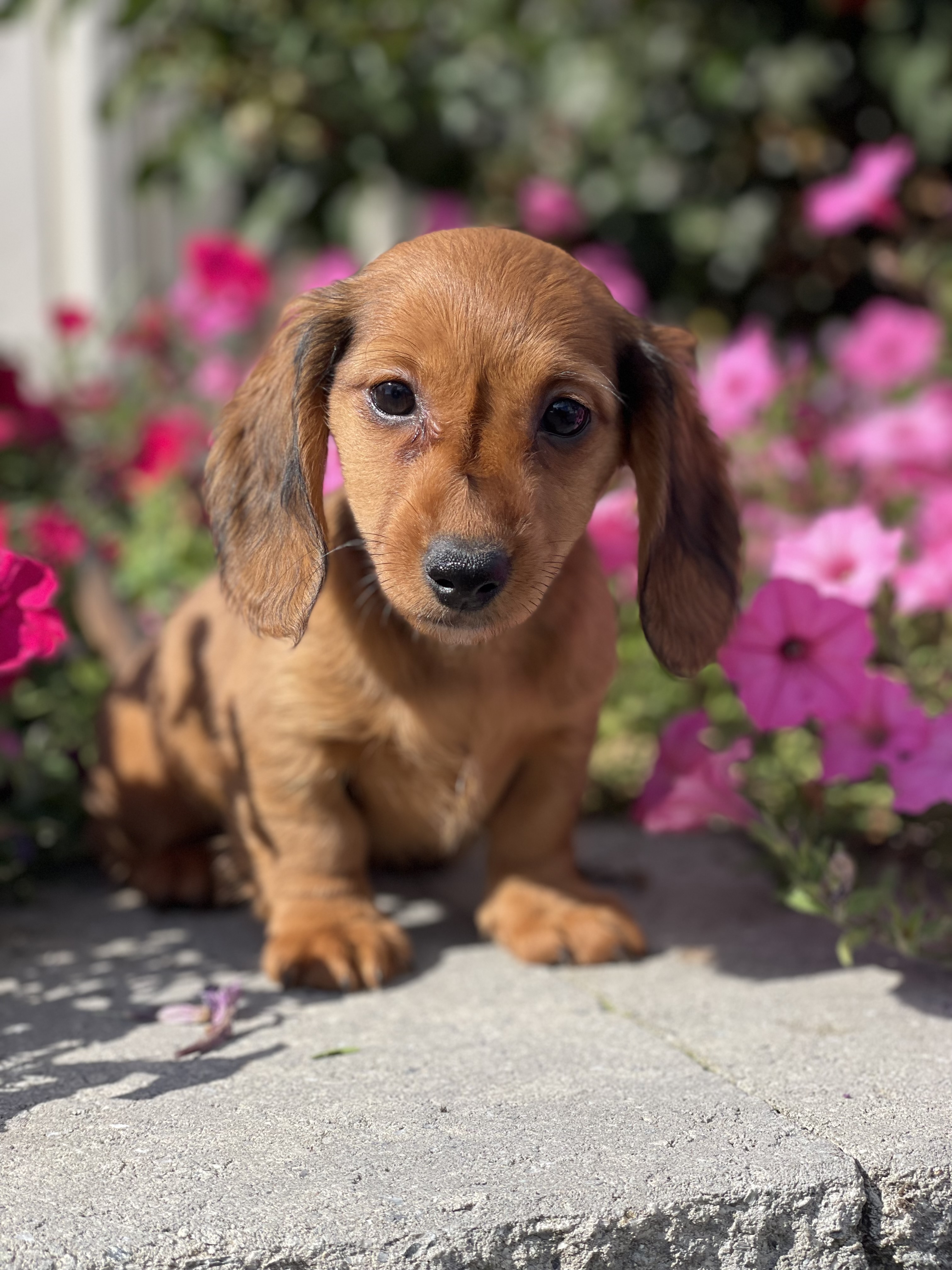 puppy, for, sale, Dachshund, Curtis  Martin, dog, breeder, Seneca Falls, NY, dog-breeder, puppy-for-sale, forsale, nearby, find, puppyfind, locator, puppylocator, aca
