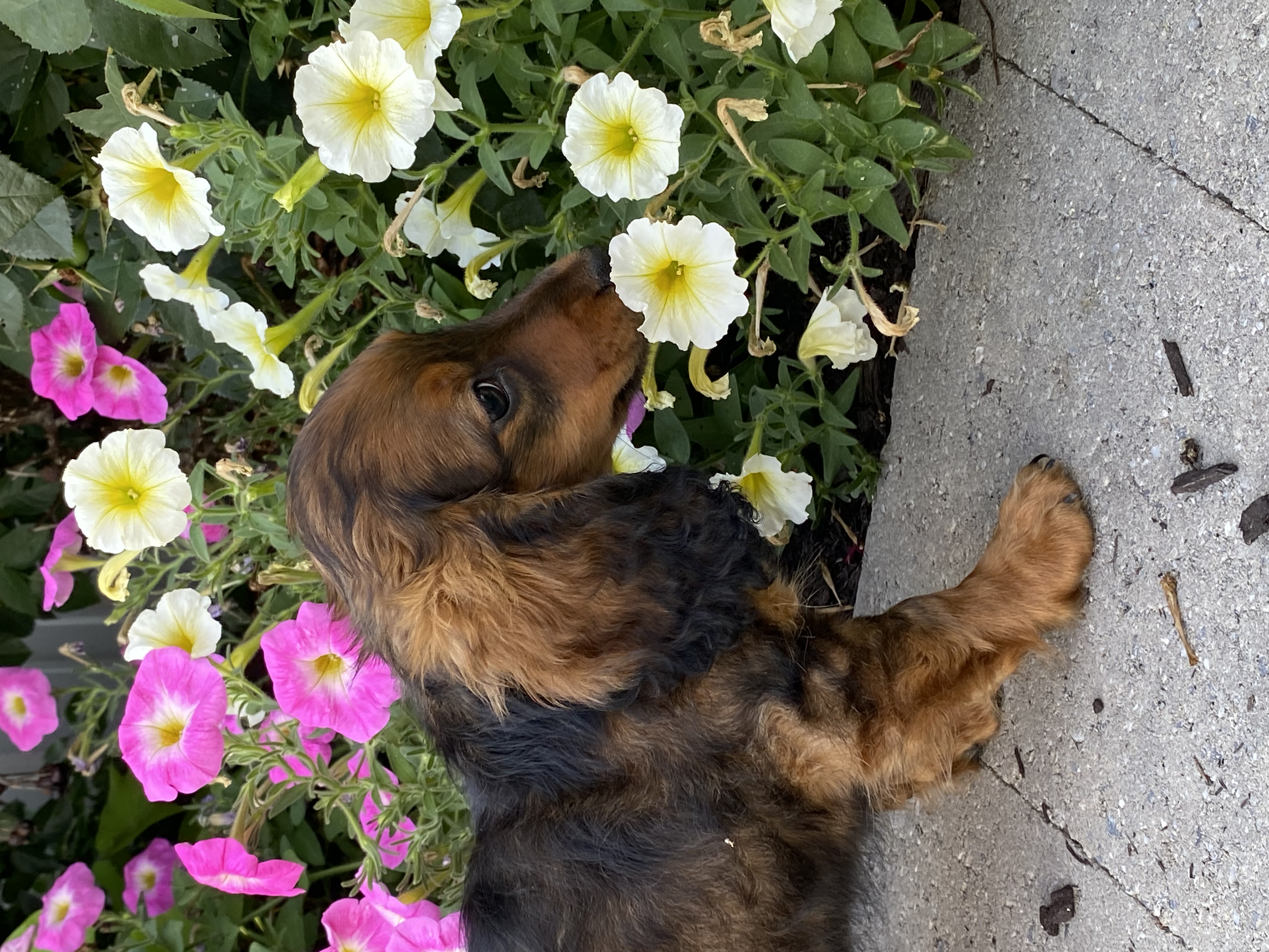 puppy, for, sale, Dachshund, Curtis  Martin, dog, breeder, Seneca Falls, NY, dog-breeder, puppy-for-sale, forsale, nearby, find, puppyfind, locator, puppylocator, aca