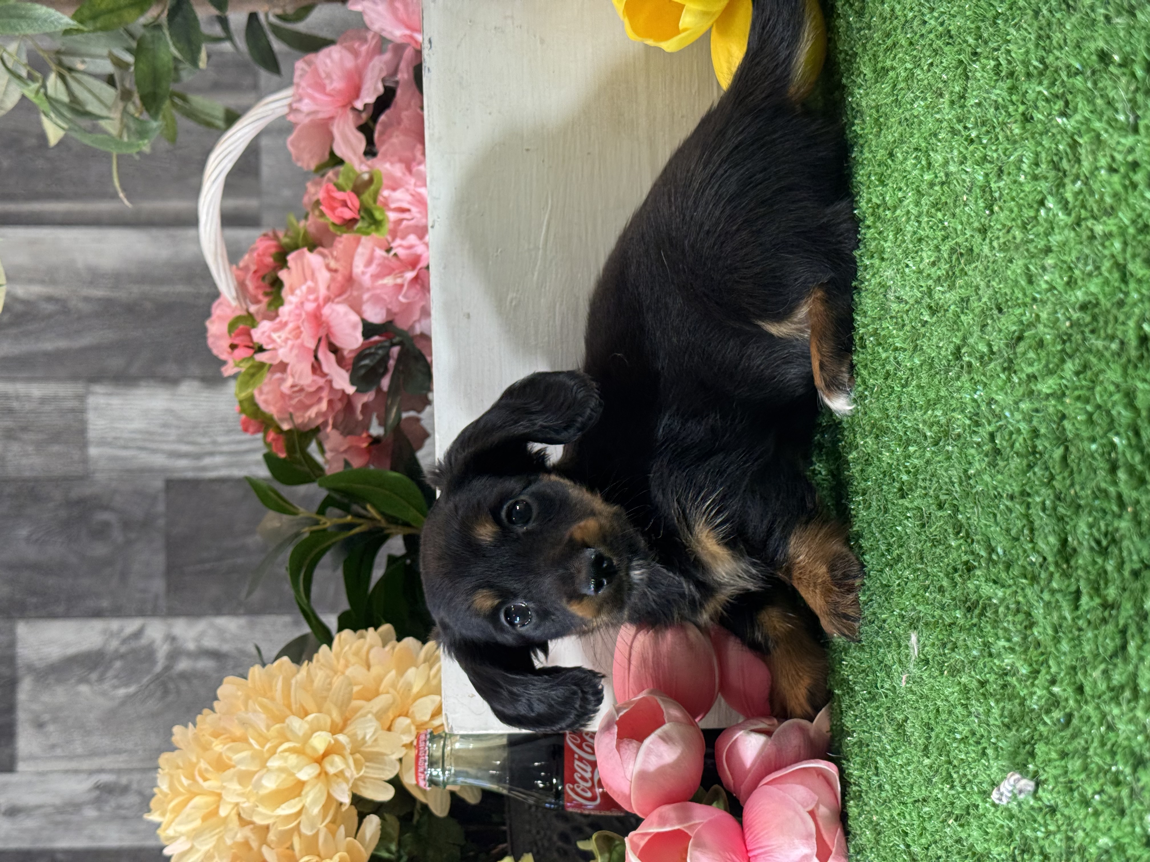puppy photo